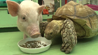 動物が食事しているところを見たい