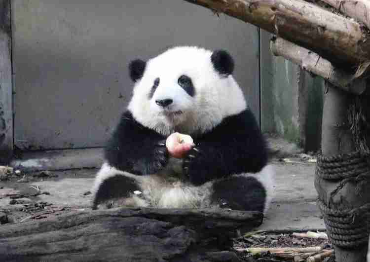 動物が食事しているところを見たい