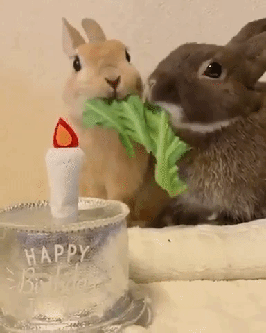 動物が食事しているところを見たい