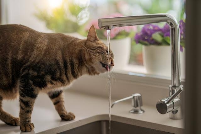 おすすめの天然水やウォーターサーバーを教えてください。