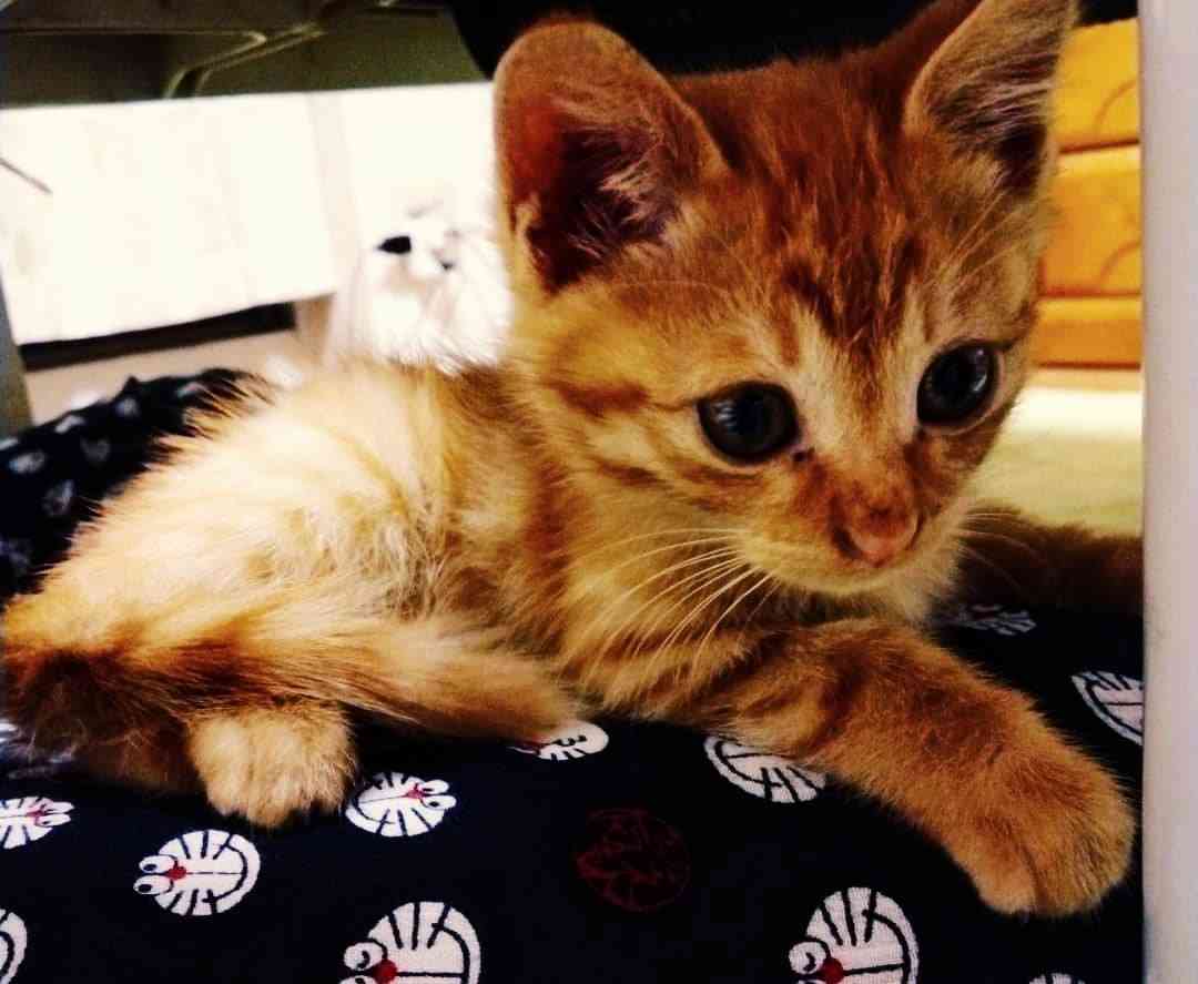 子猫の画像を貼って癒されるトピ