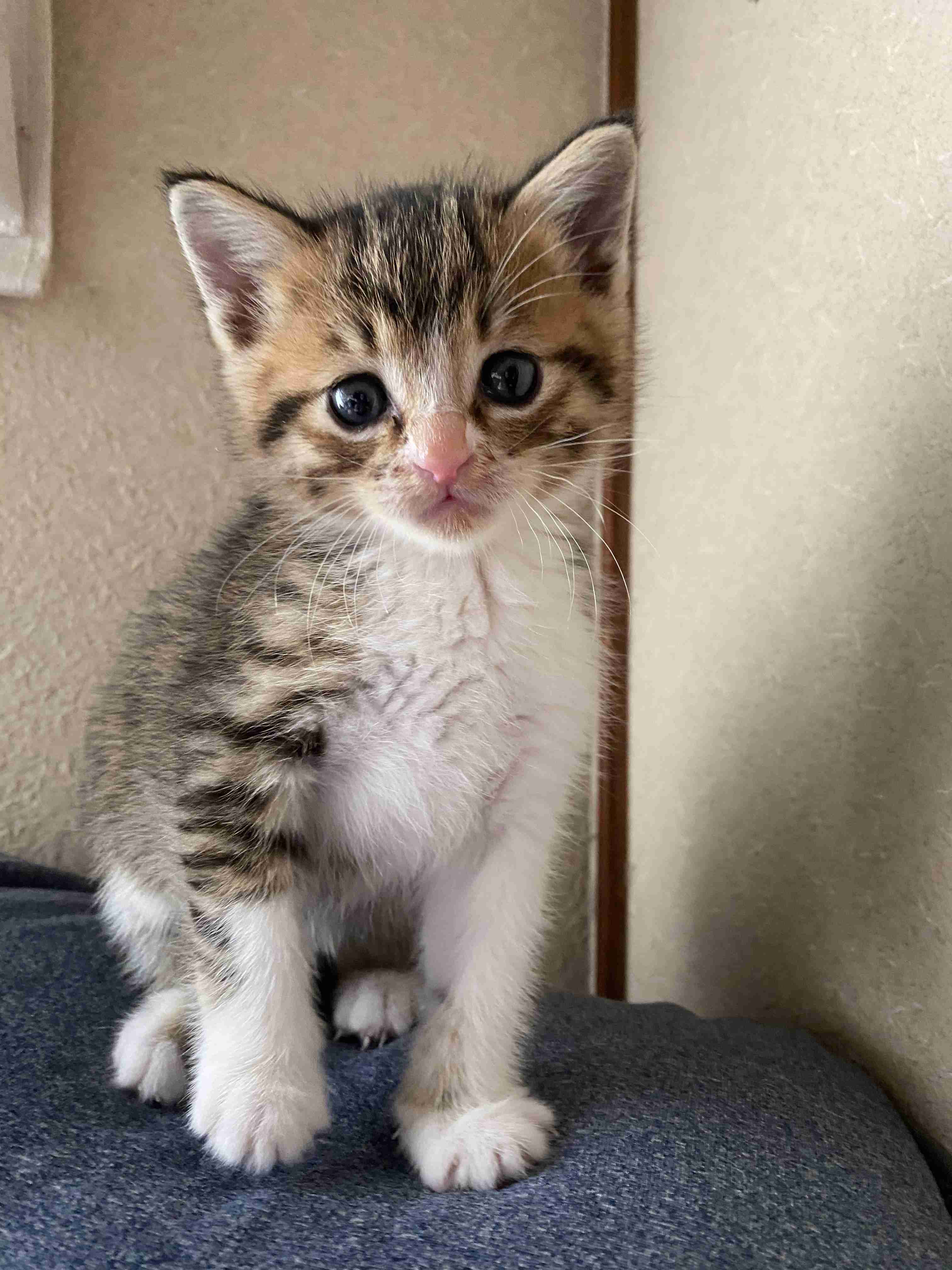 子猫の画像を貼って癒されるトピ