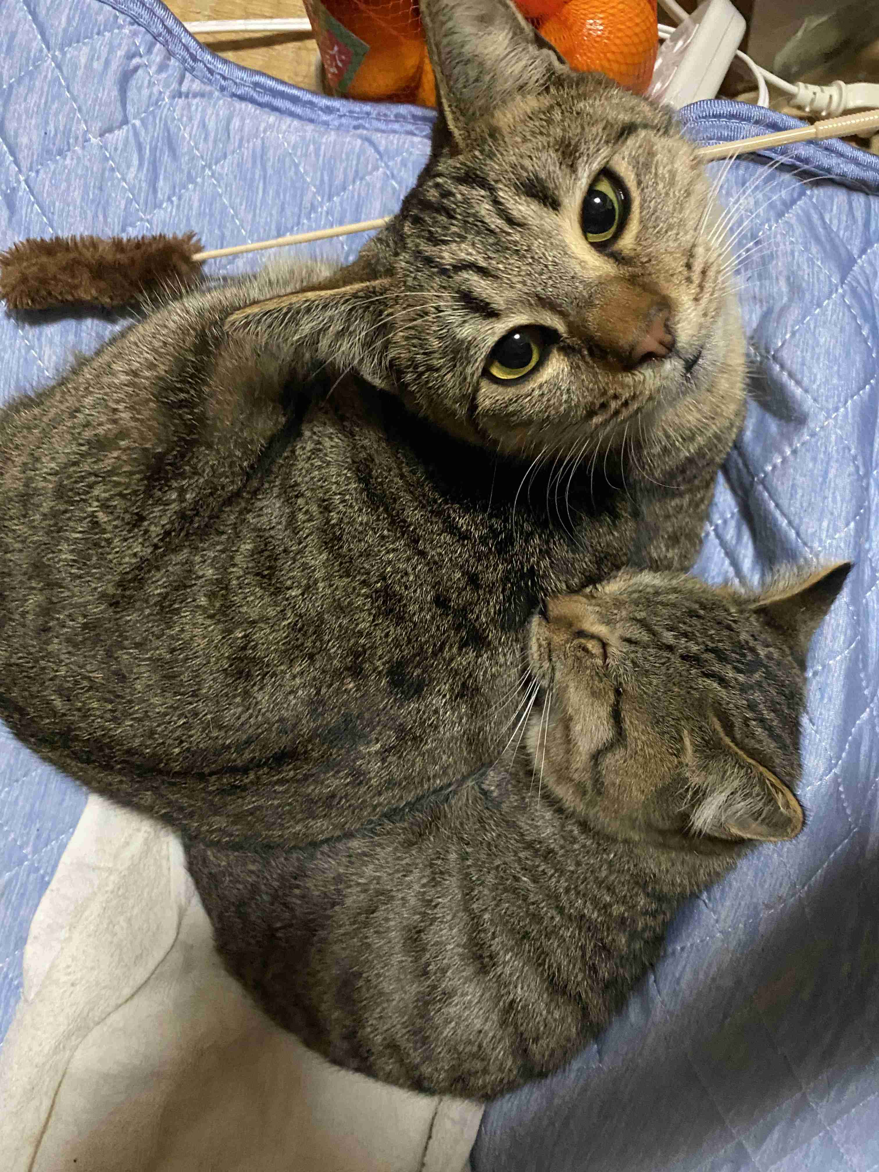 子猫の画像を貼って癒されるトピ