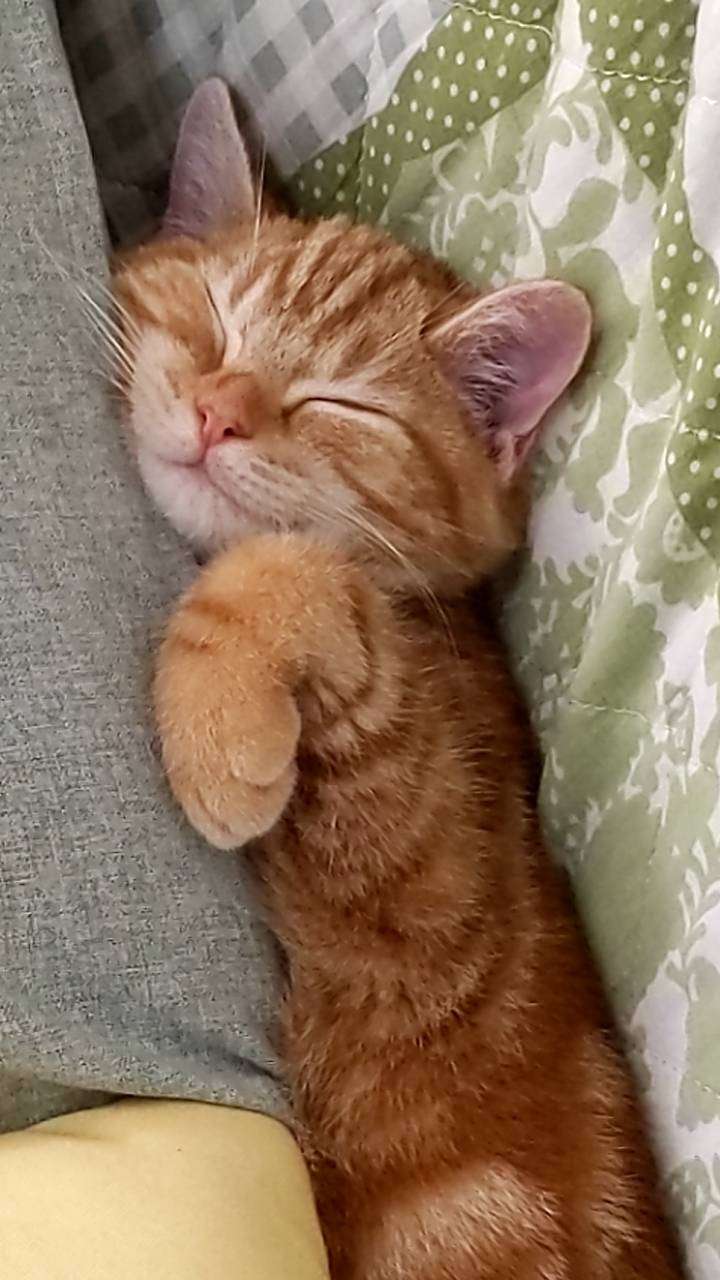 子猫の画像を貼って癒されるトピ