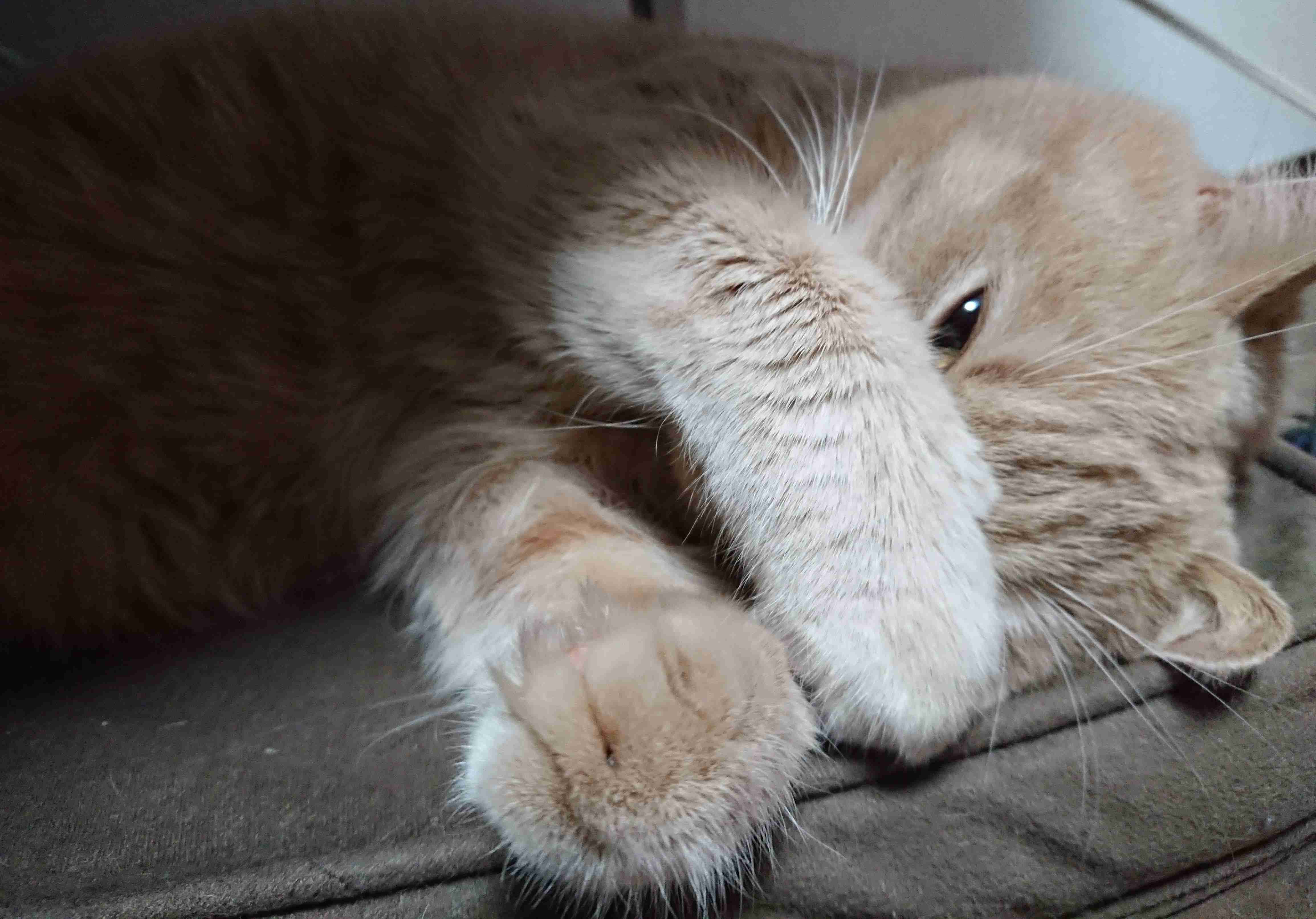 子猫の画像を貼って癒されるトピ