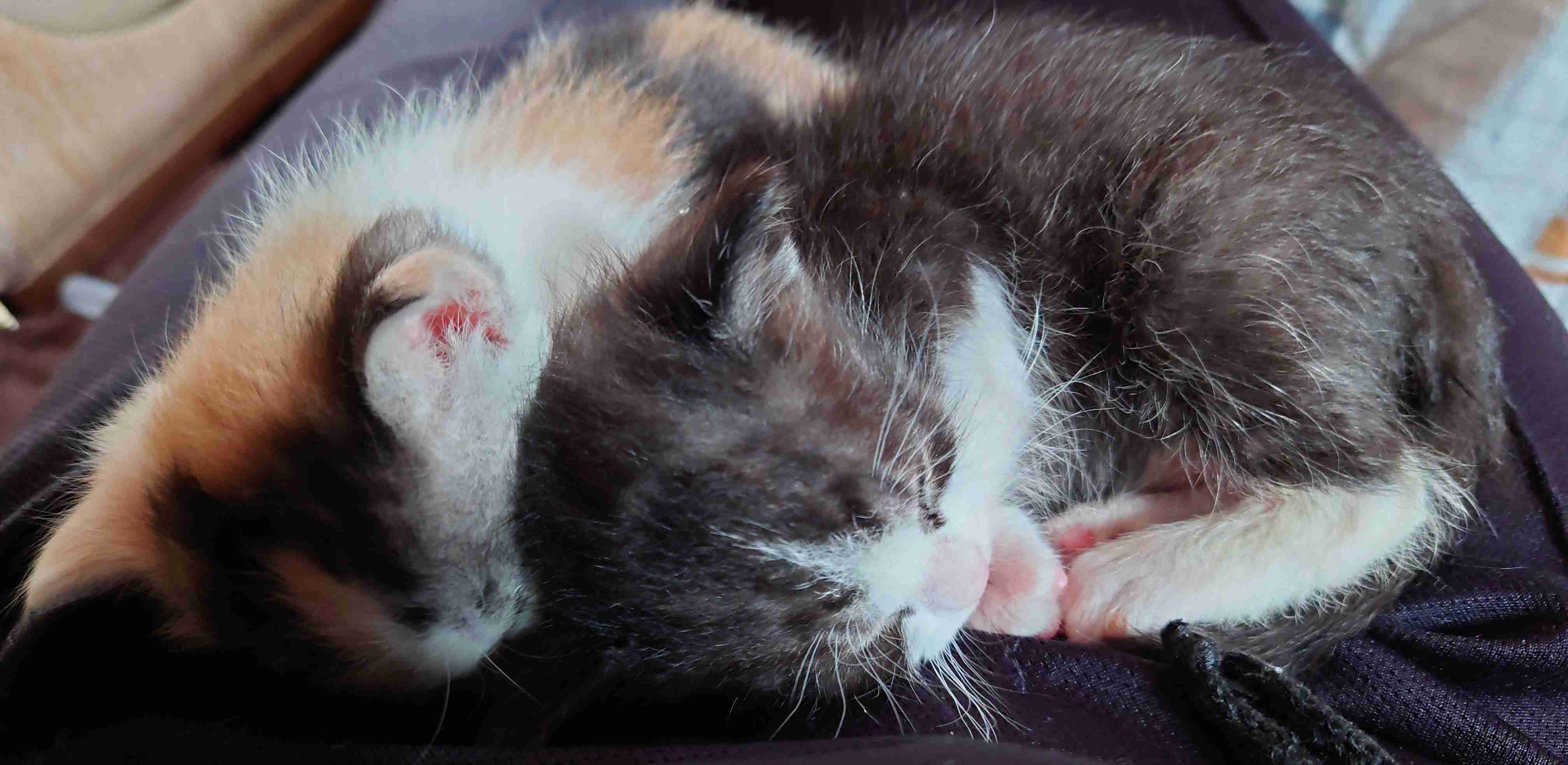 子猫の画像を貼って癒されるトピ