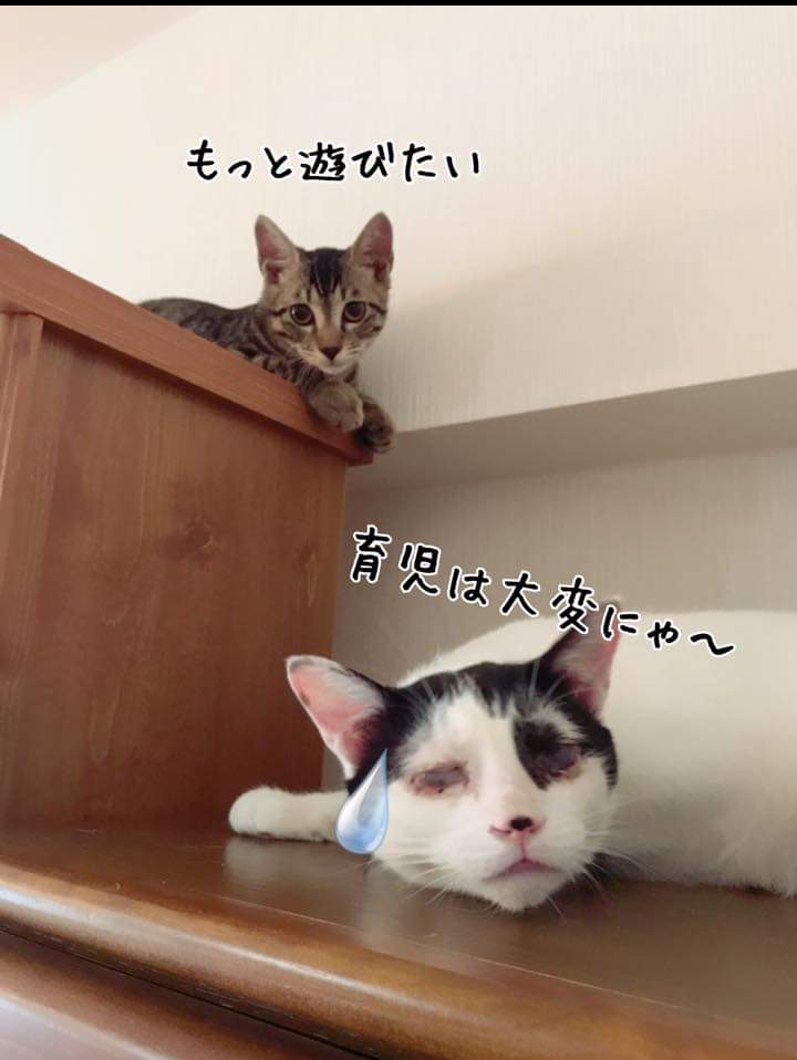 子猫の画像を貼って癒されるトピ
