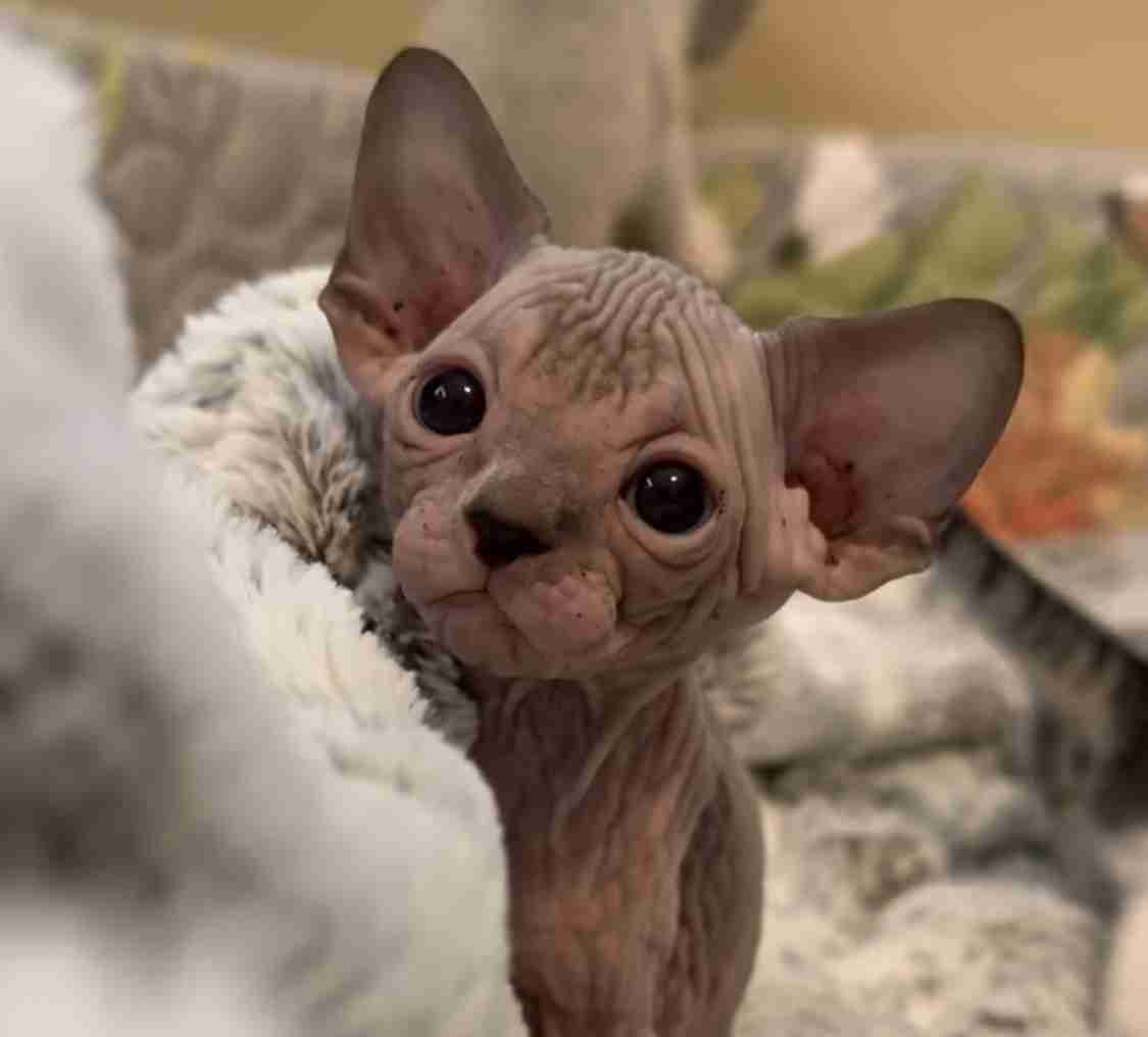 子猫の画像を貼って癒されるトピ