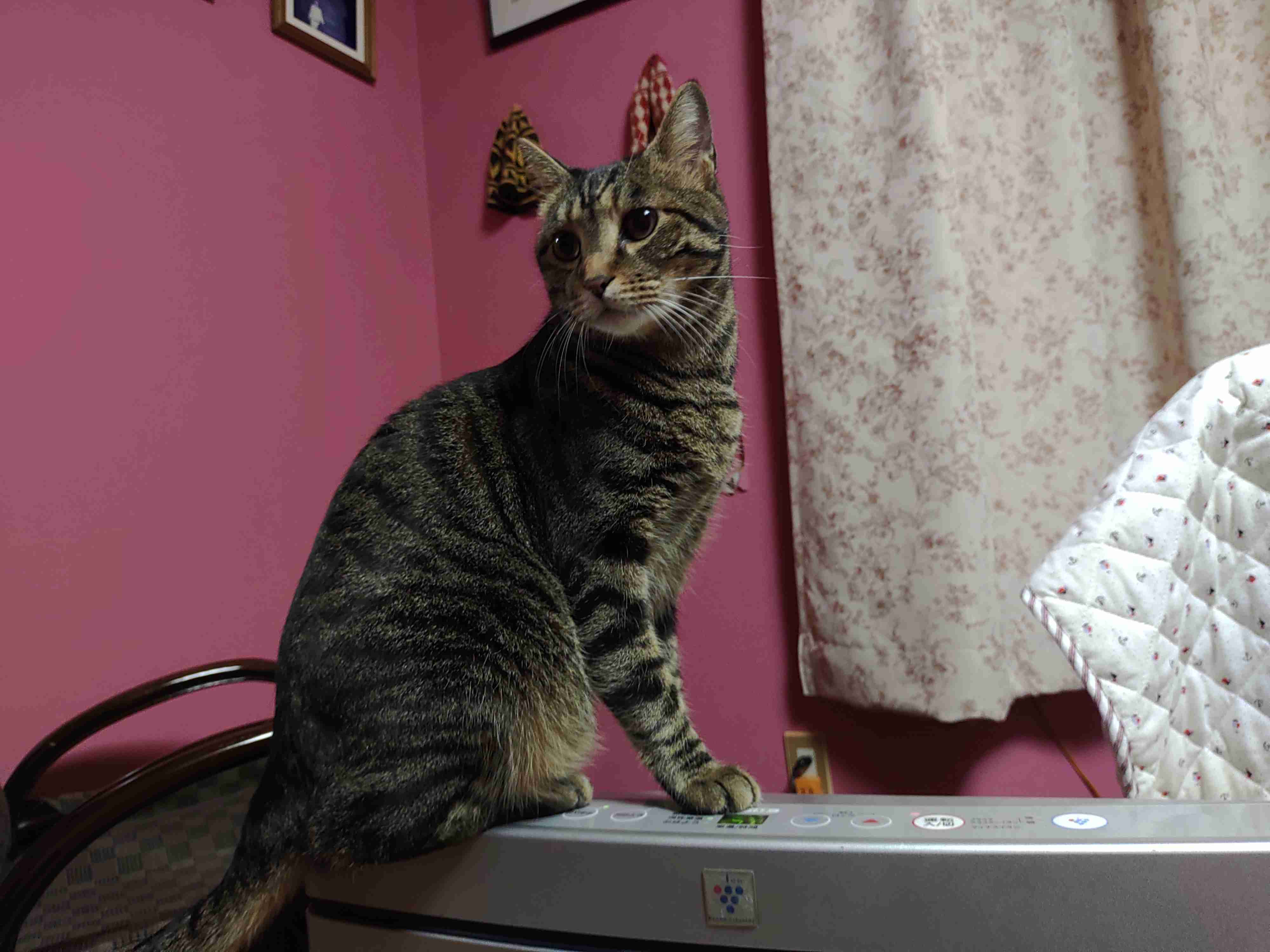 子猫の画像を貼って癒されるトピ