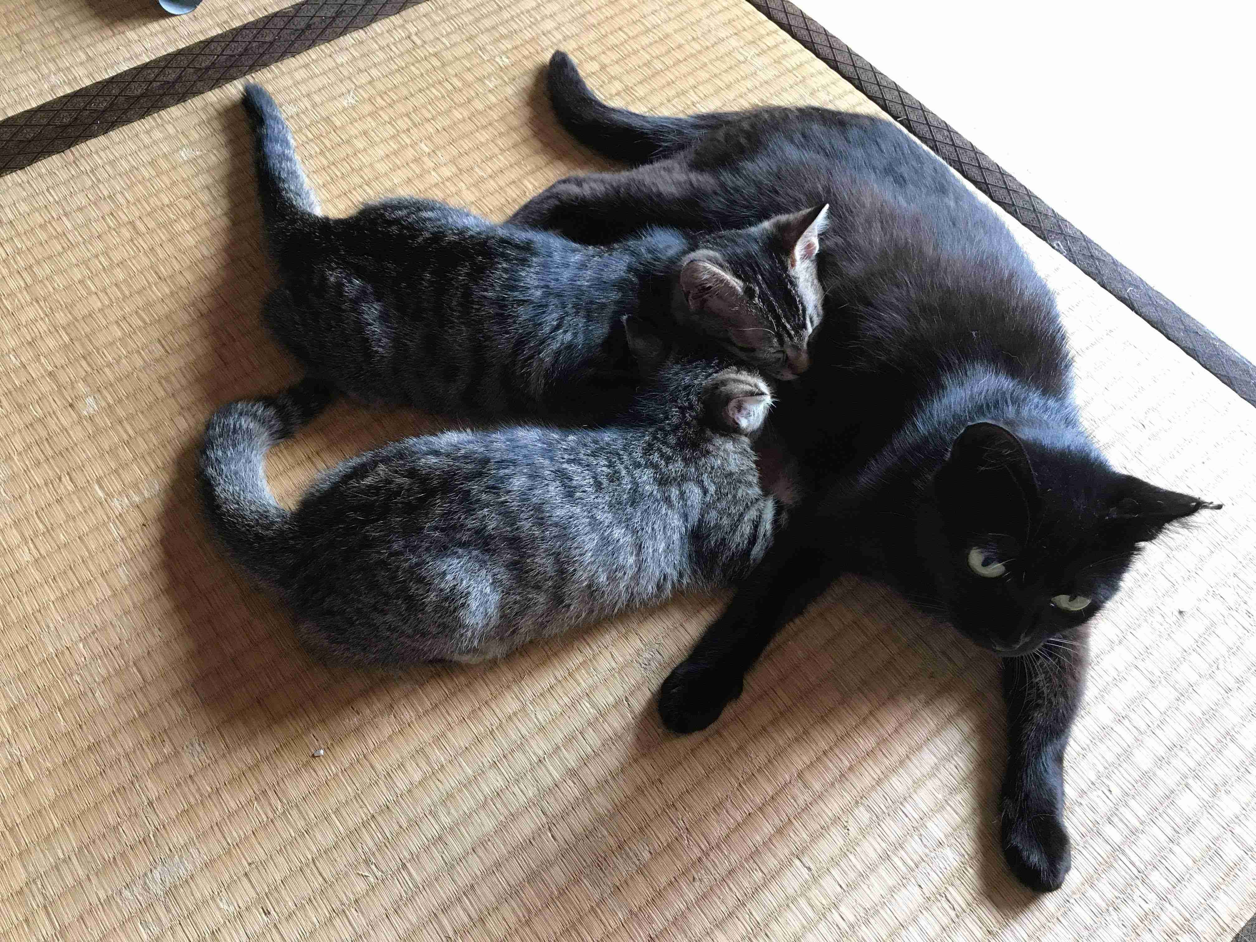 子猫の画像を貼って癒されるトピ