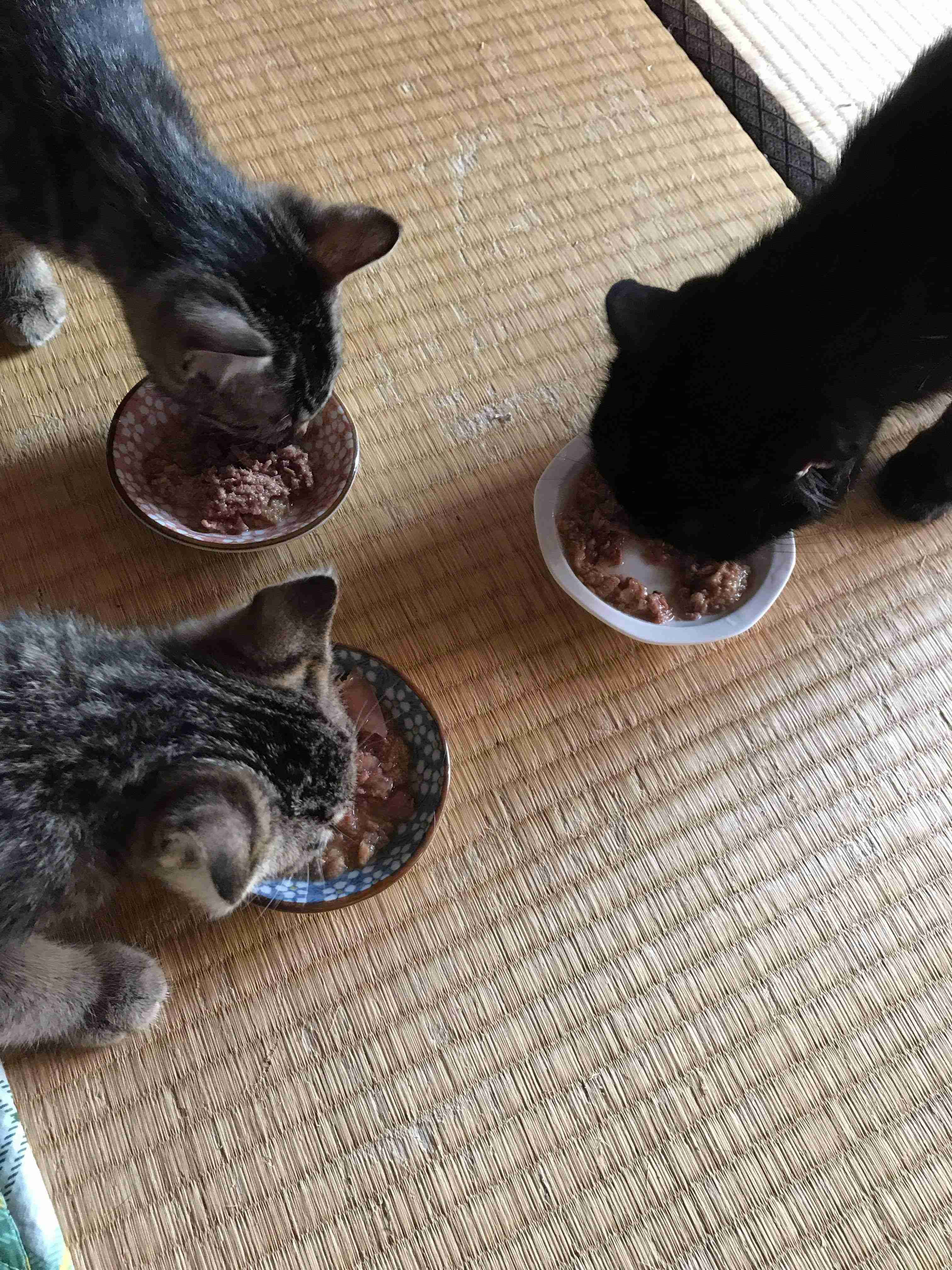 子猫の画像を貼って癒されるトピ