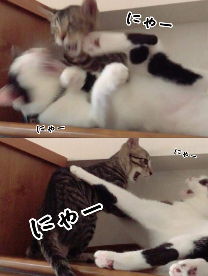 子猫の画像を貼って癒されるトピ