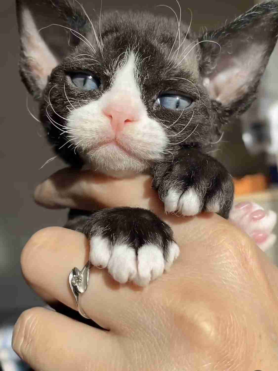 子猫の画像を貼って癒されるトピ