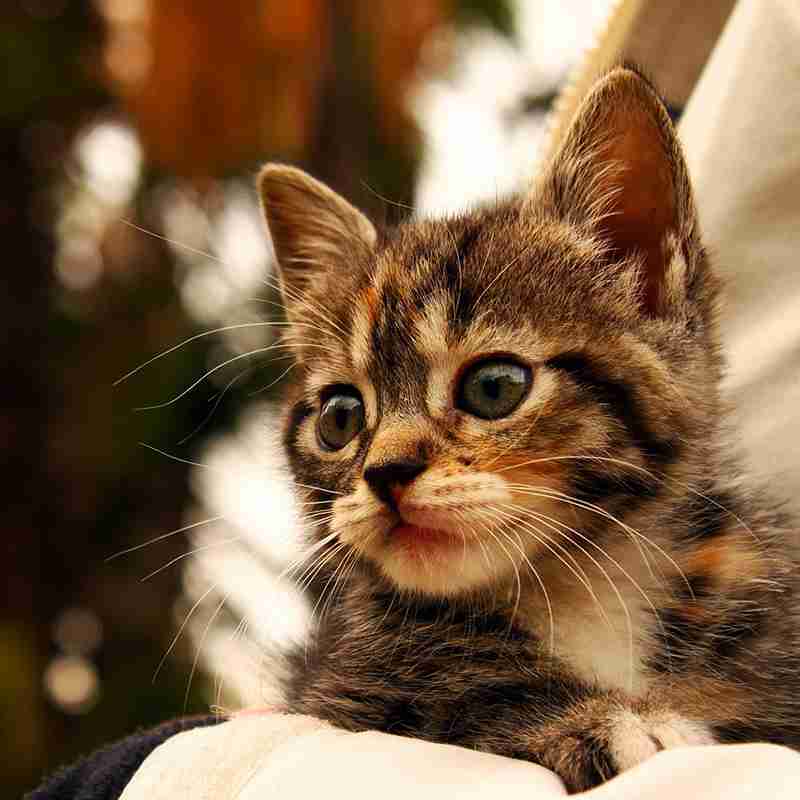 子猫の画像を貼って癒されるトピ