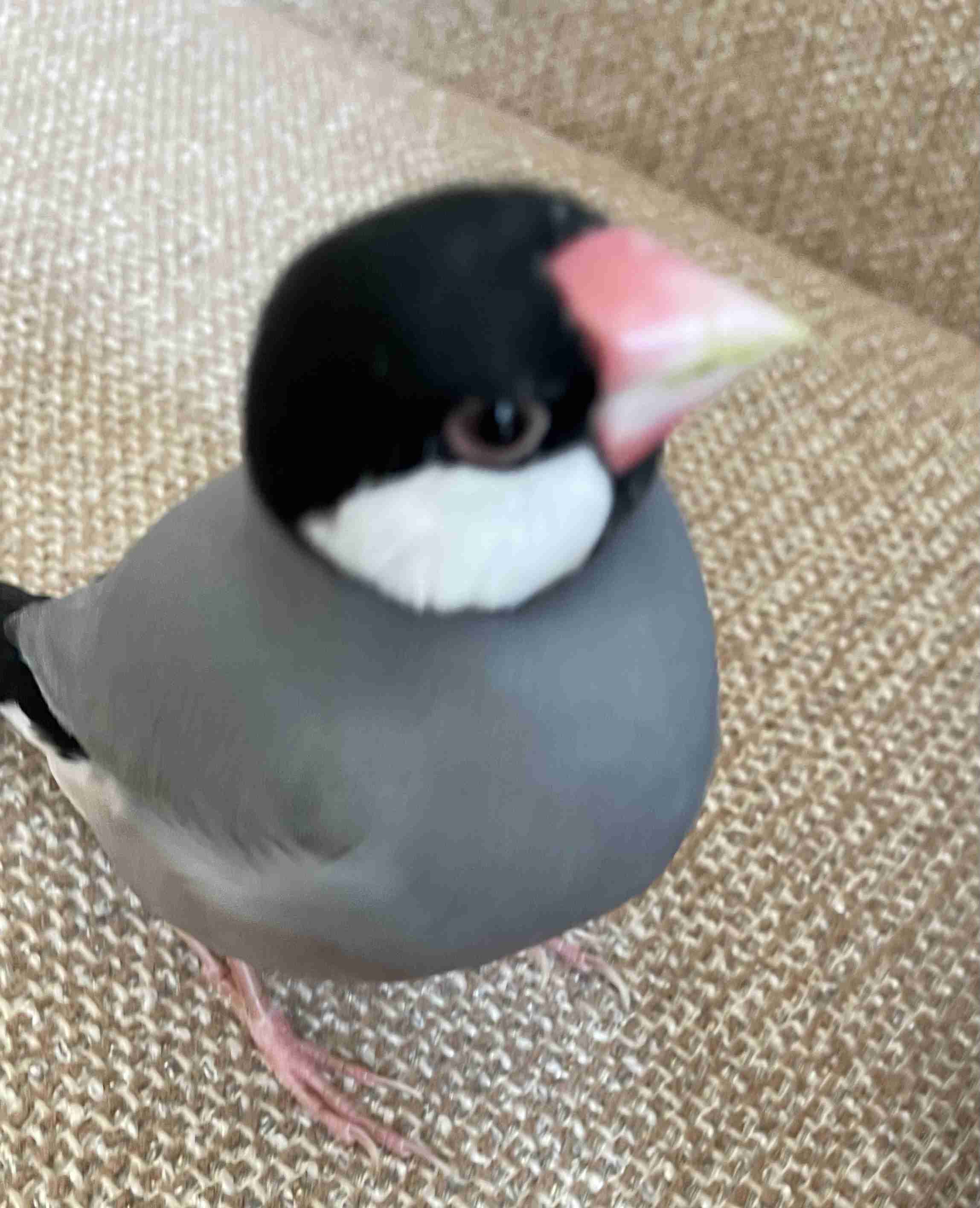 我が家のペット自慢(ワンちゃんネコちゃんいがいで)