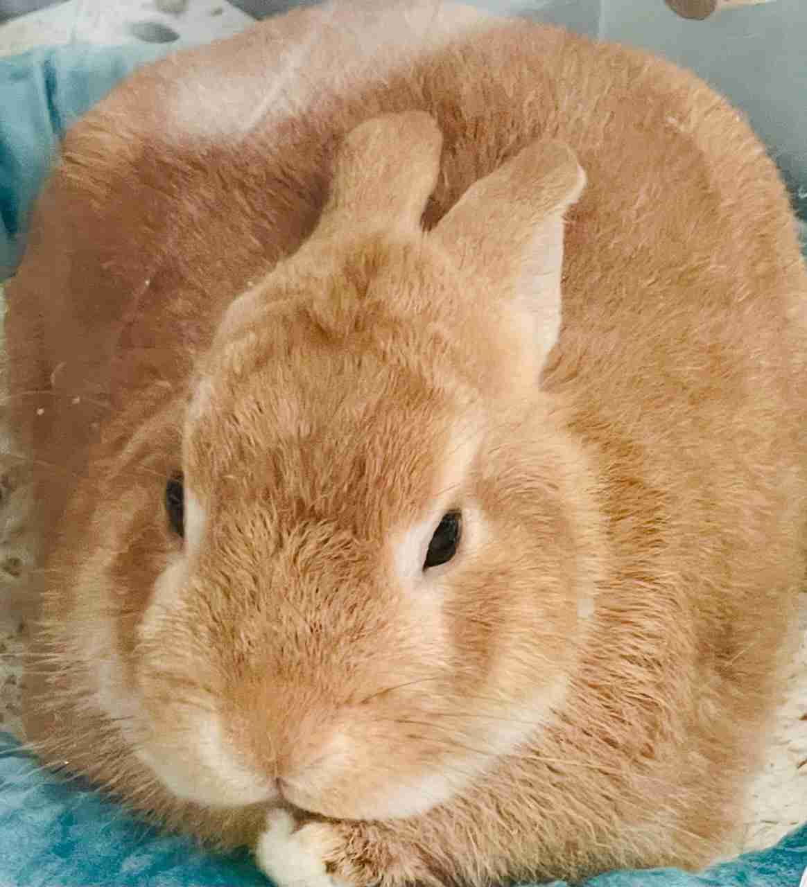 我が家のペット自慢(ワンちゃんネコちゃんいがいで)