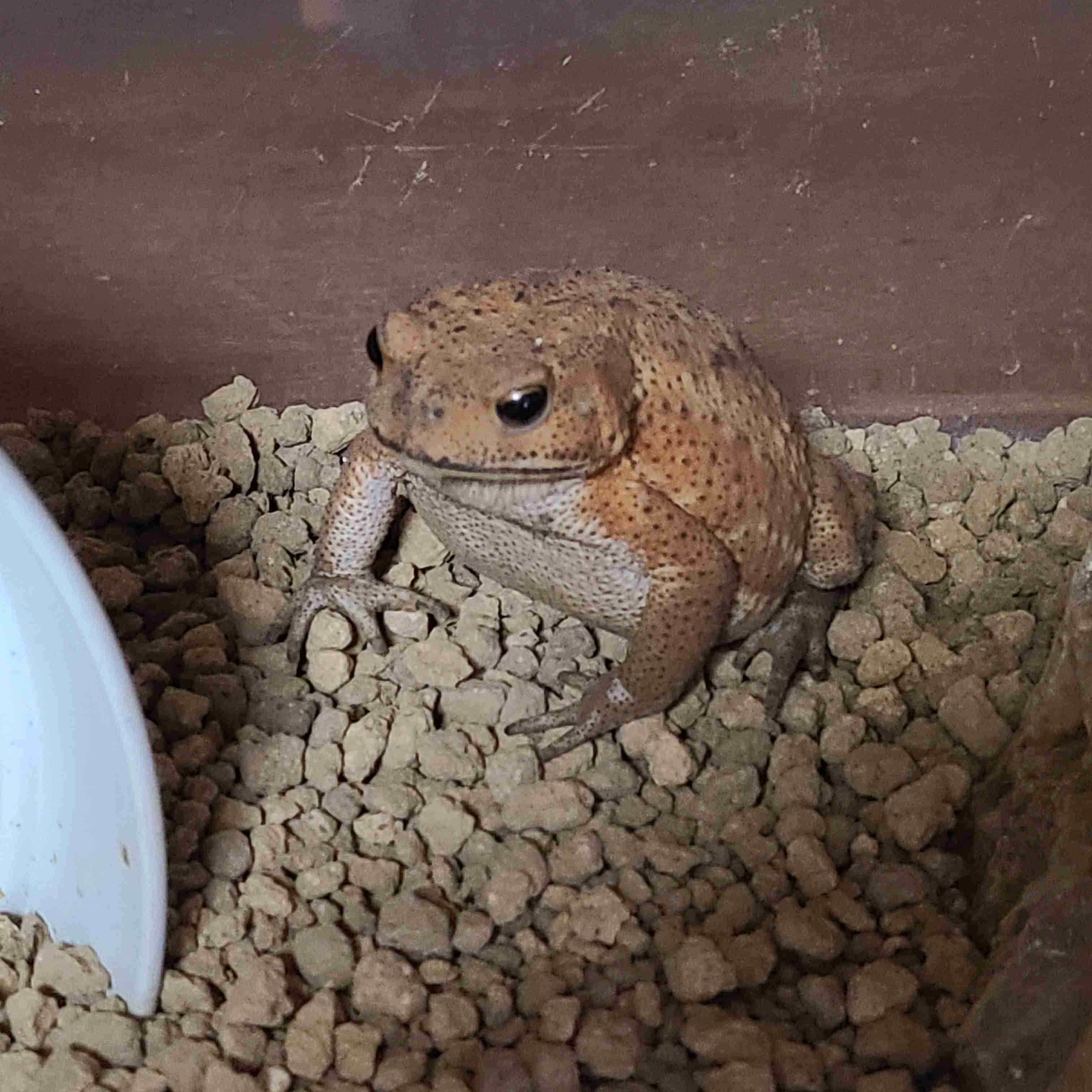 我が家のペット自慢(ワンちゃんネコちゃんいがいで)