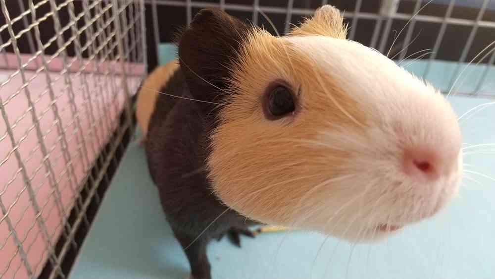 我が家のペット自慢(ワンちゃんネコちゃんいがいで)