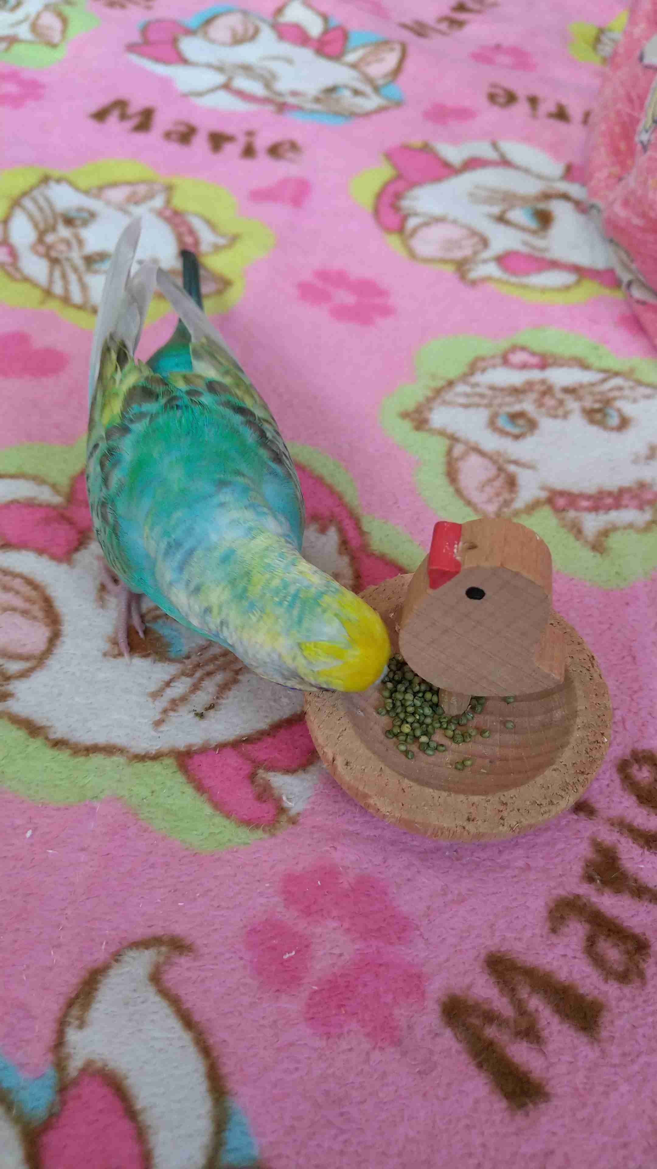 我が家のペット自慢(ワンちゃんネコちゃんいがいで)