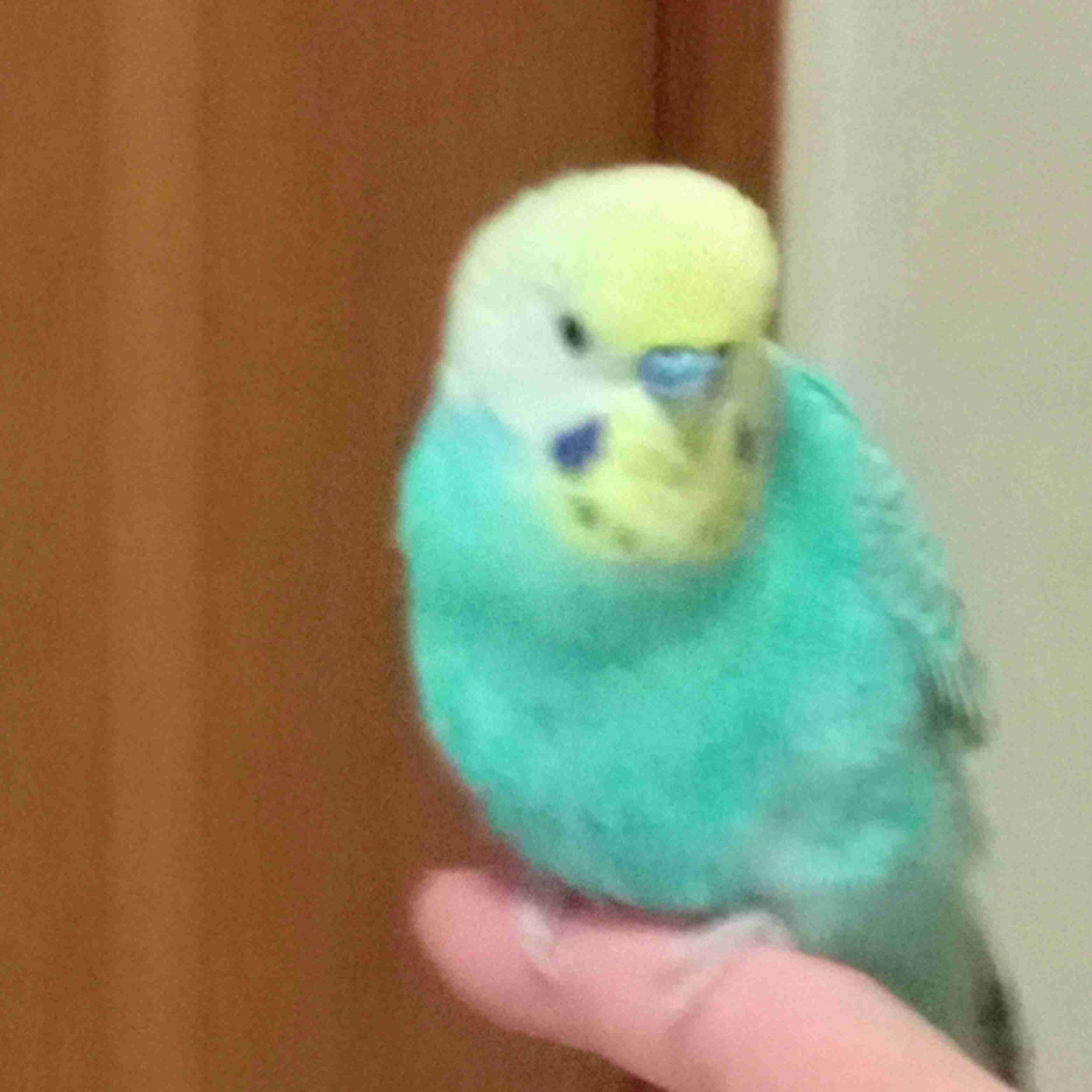 我が家のペット自慢(ワンちゃんネコちゃんいがいで)