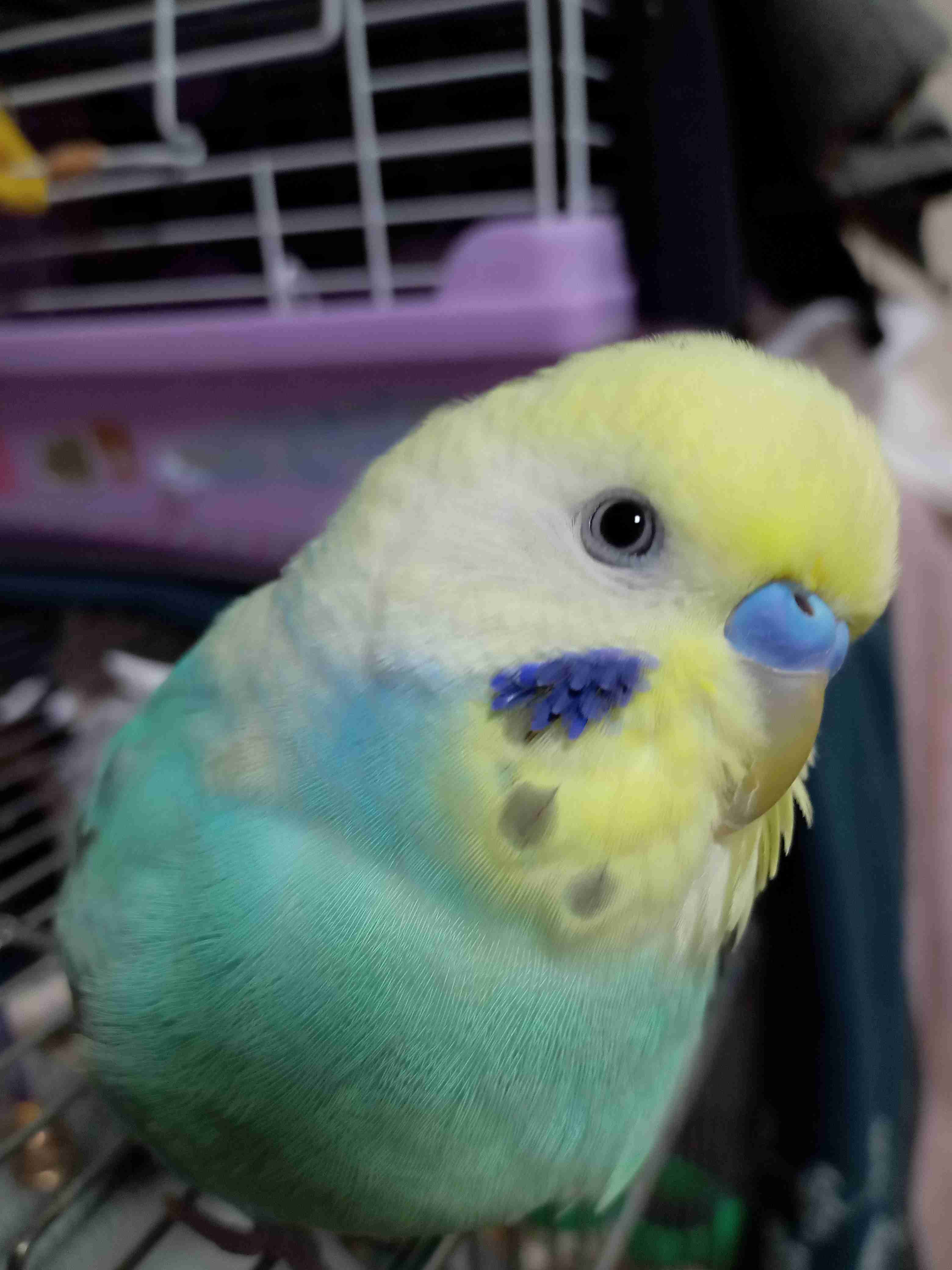 我が家のペット自慢(ワンちゃんネコちゃんいがいで)