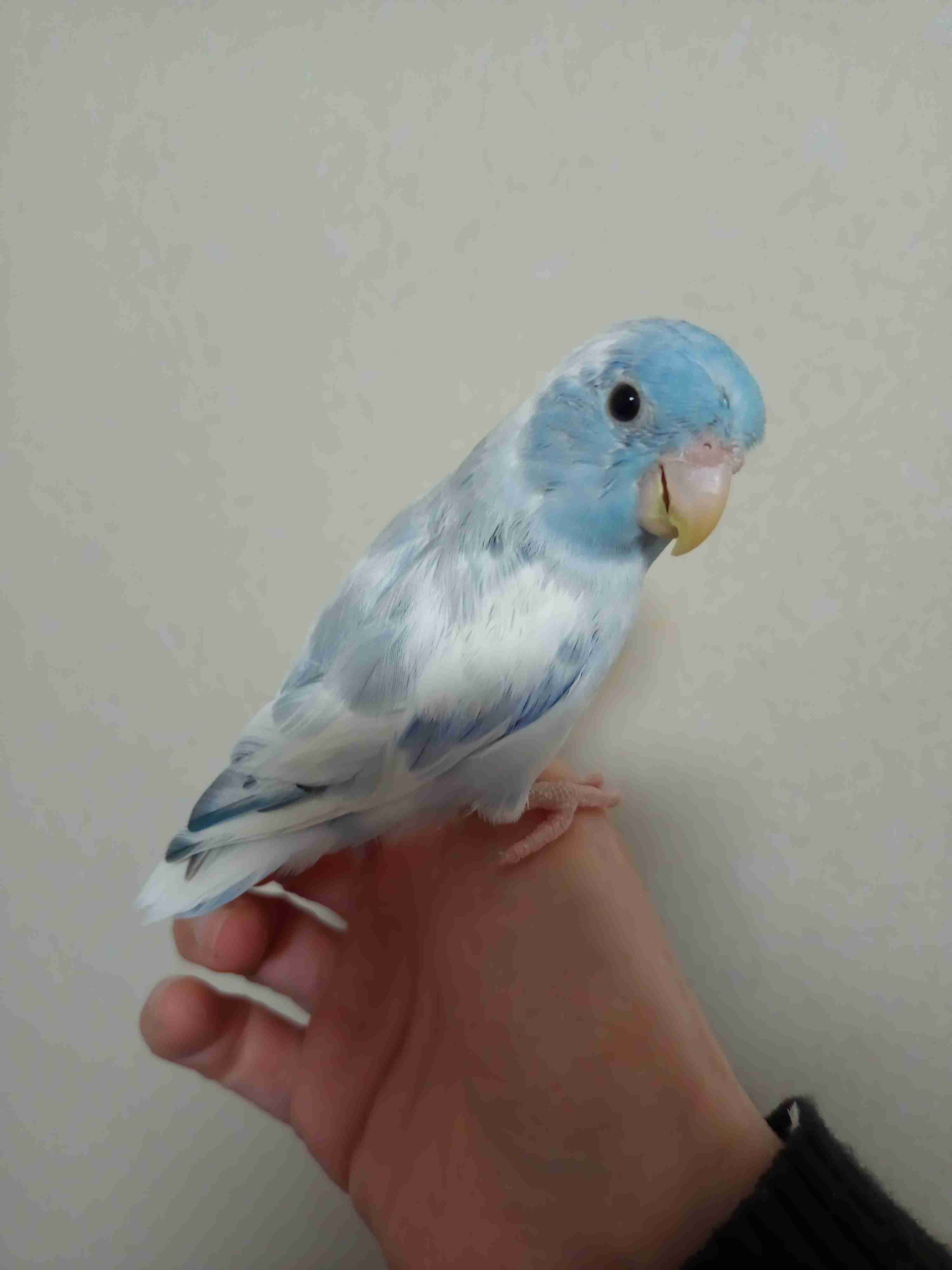 我が家のペット自慢(ワンちゃんネコちゃんいがいで)