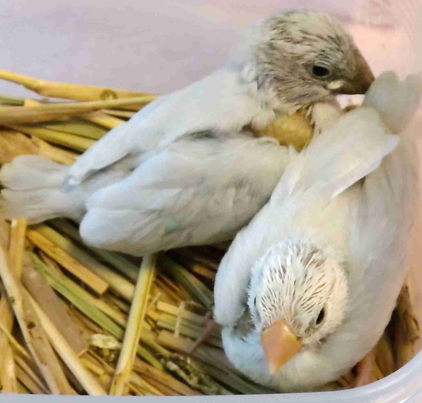 我が家のペット自慢(ワンちゃんネコちゃんいがいで)