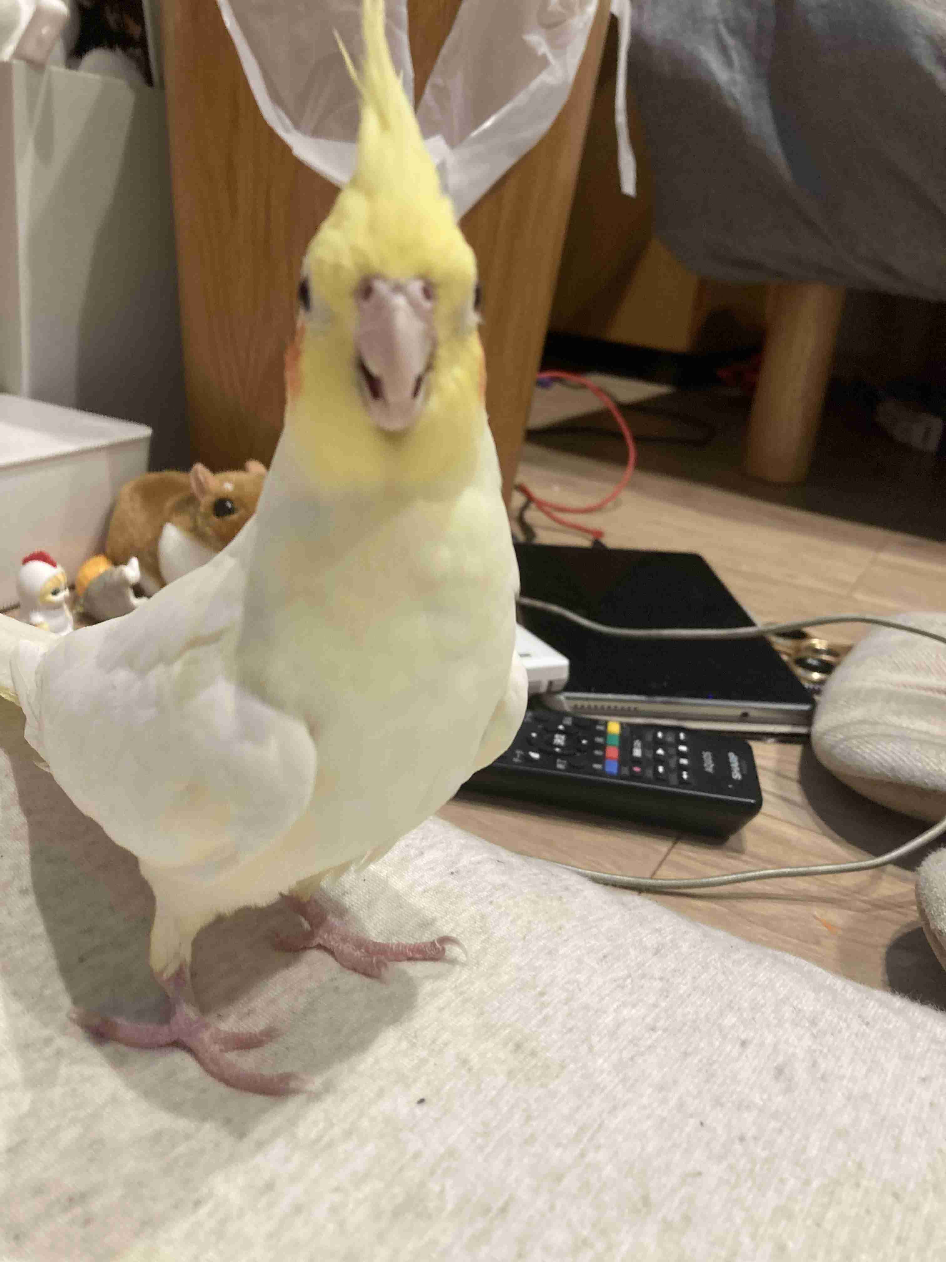 我が家のペット自慢(ワンちゃんネコちゃんいがいで)