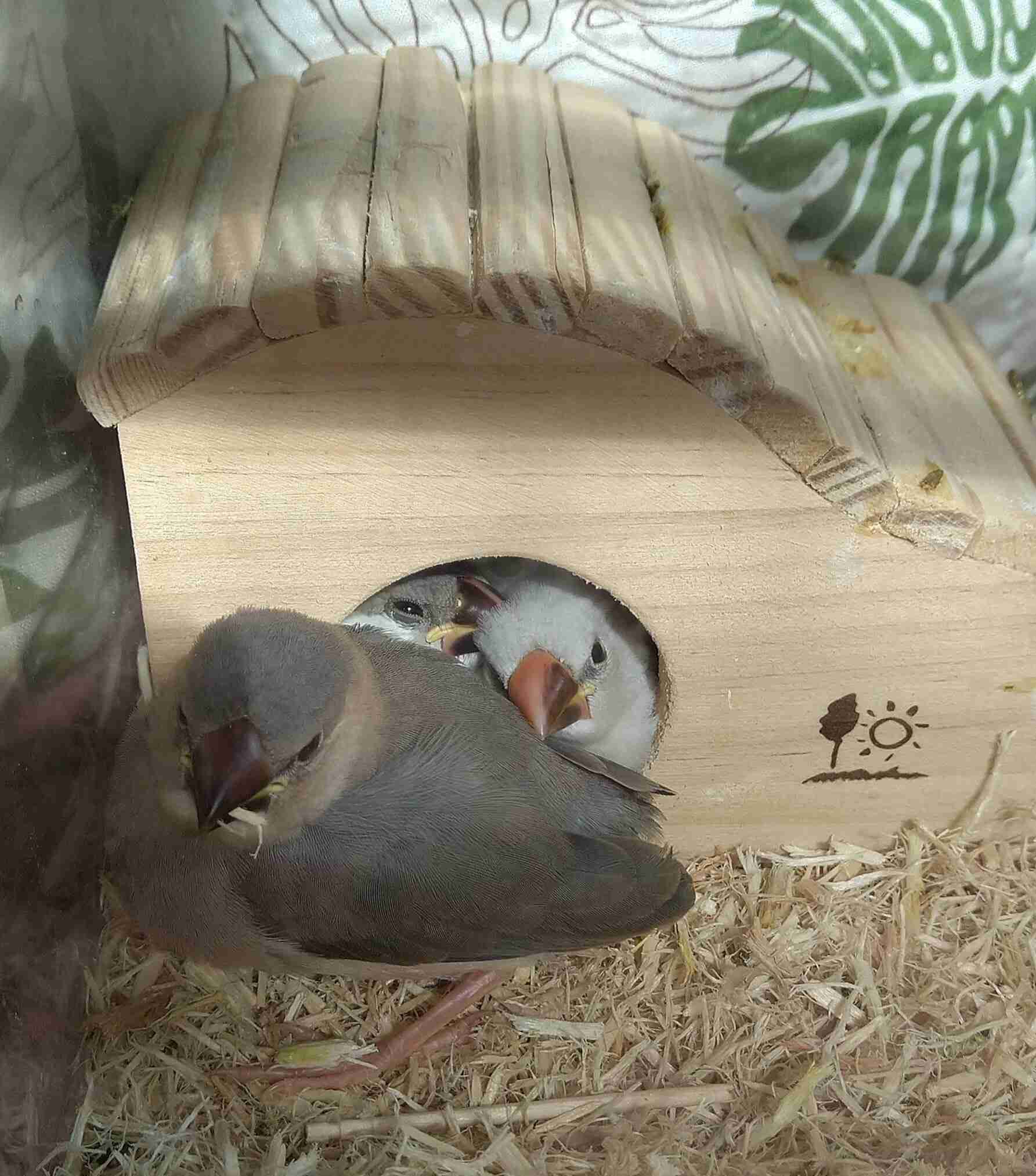 我が家のペット自慢(ワンちゃんネコちゃんいがいで)
