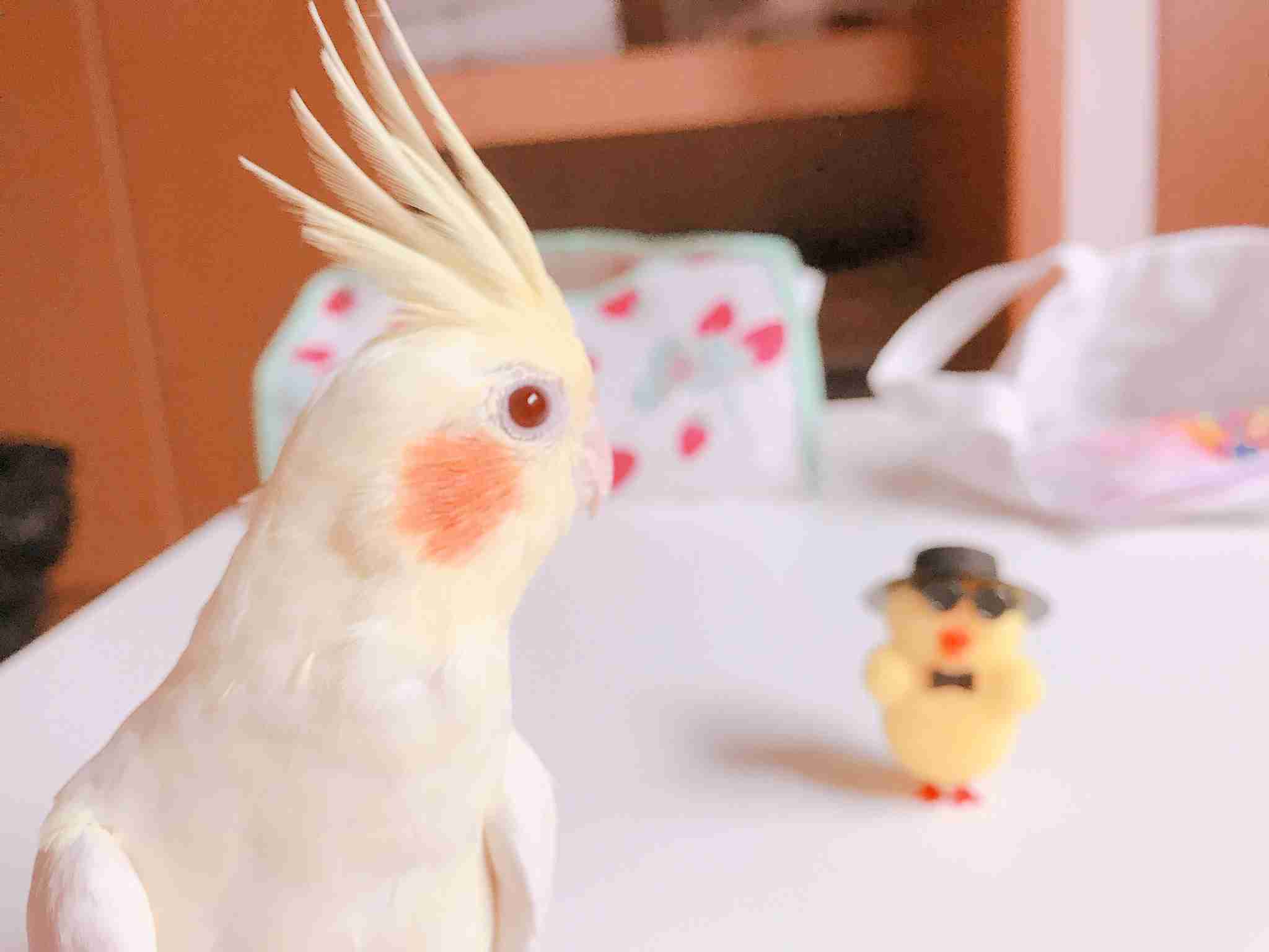 我が家のペット自慢(ワンちゃんネコちゃんいがいで)