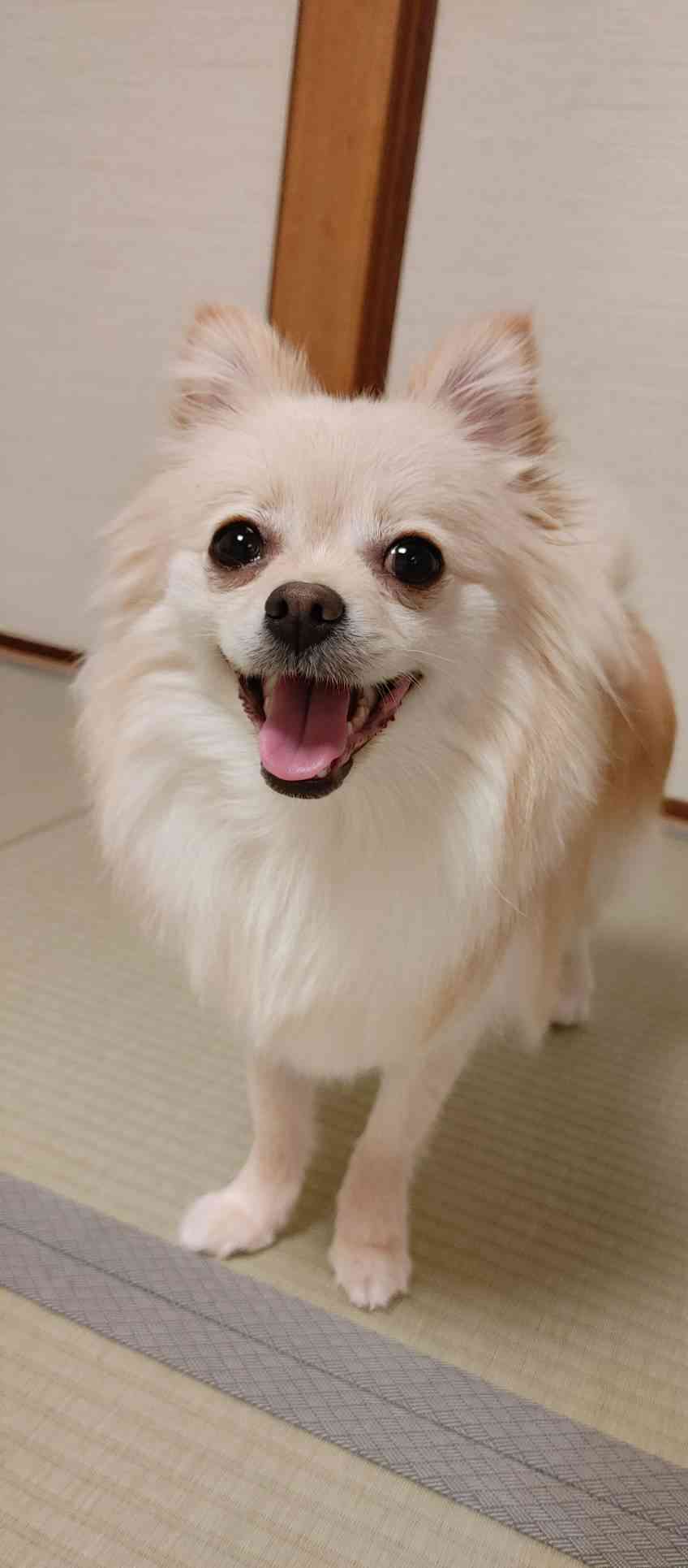 我が家のペット自慢(ワンちゃんネコちゃんいがいで)