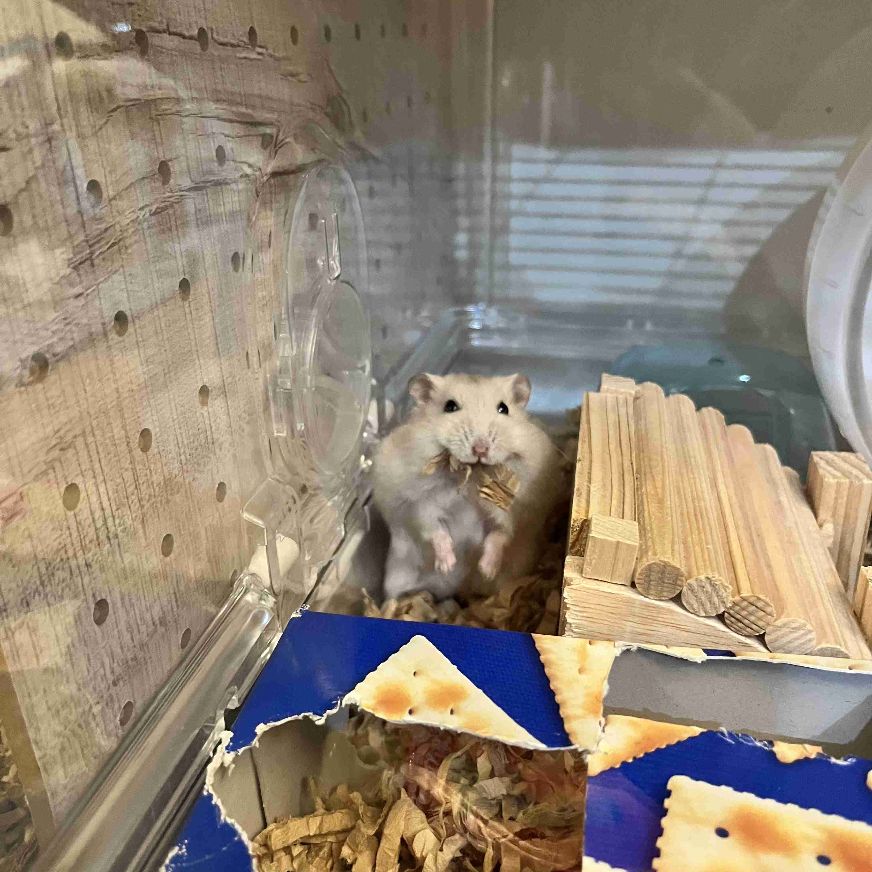 我が家のペット自慢(ワンちゃんネコちゃんいがいで)