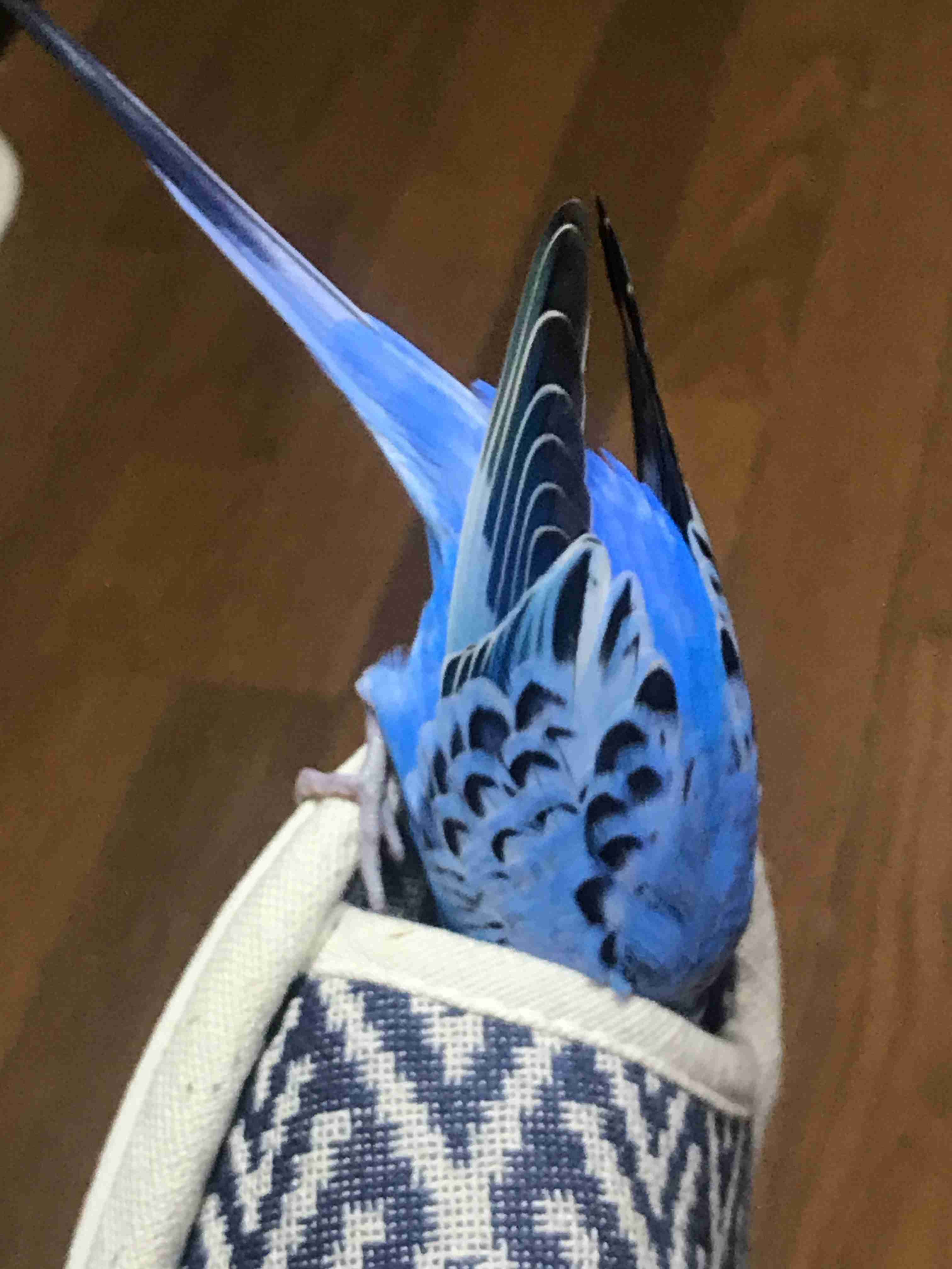 我が家のペット自慢(ワンちゃんネコちゃんいがいで)