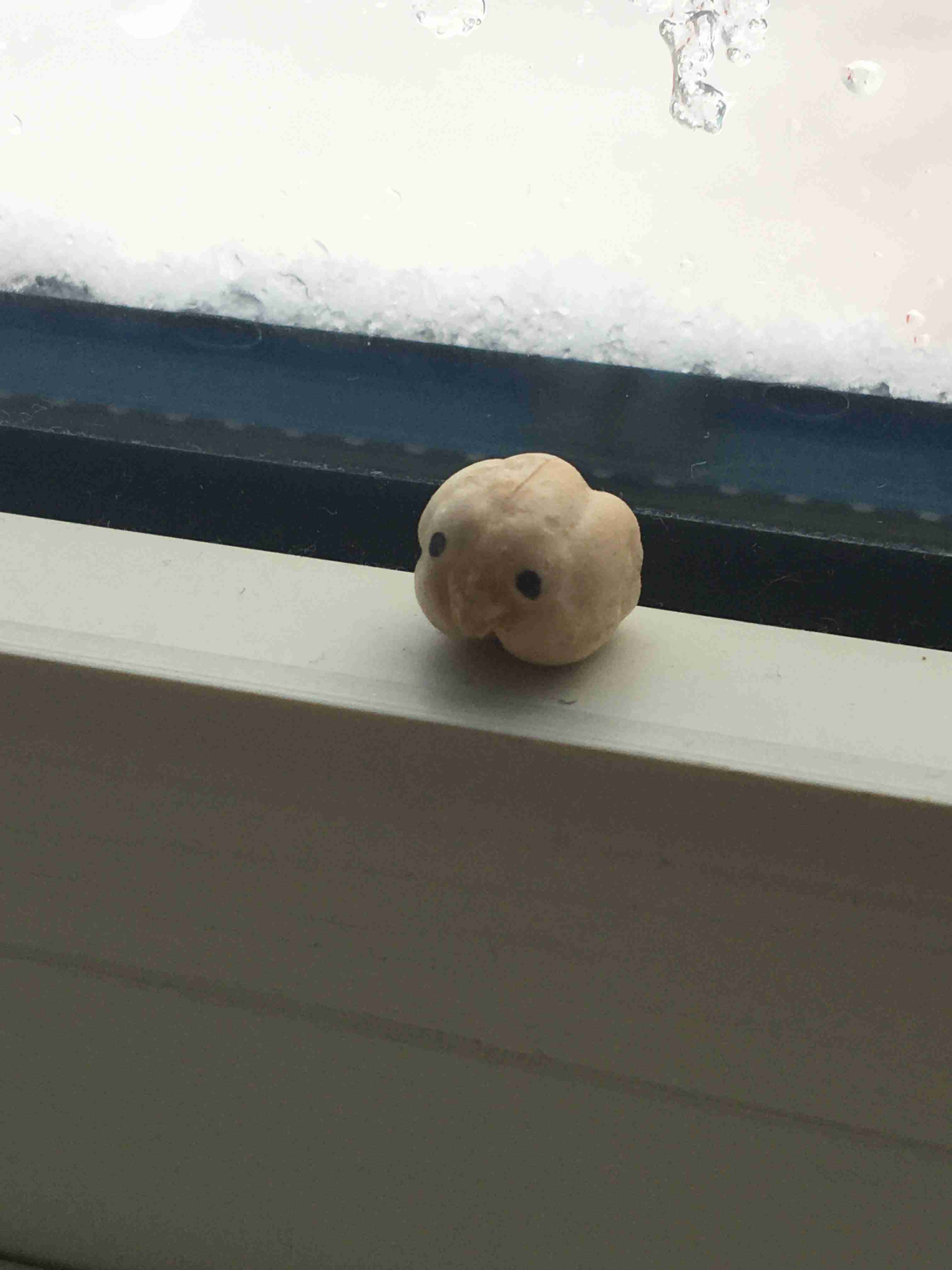 我が家のペット自慢(ワンちゃんネコちゃんいがいで)