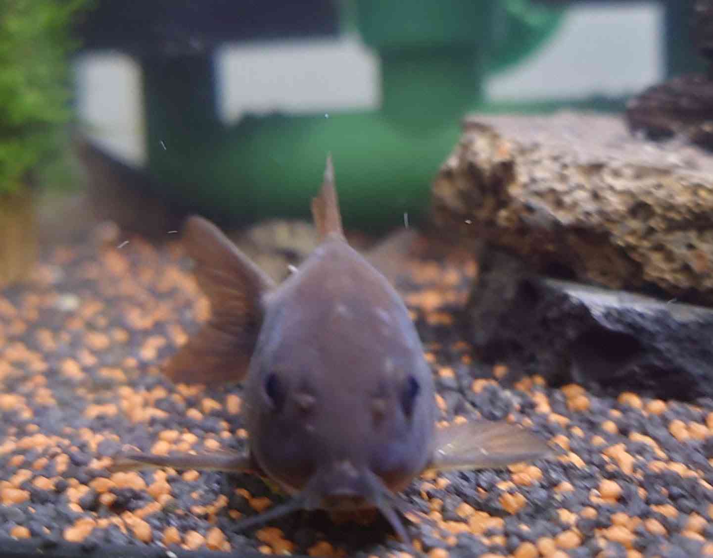 我が家のペット自慢(ワンちゃんネコちゃんいがいで)