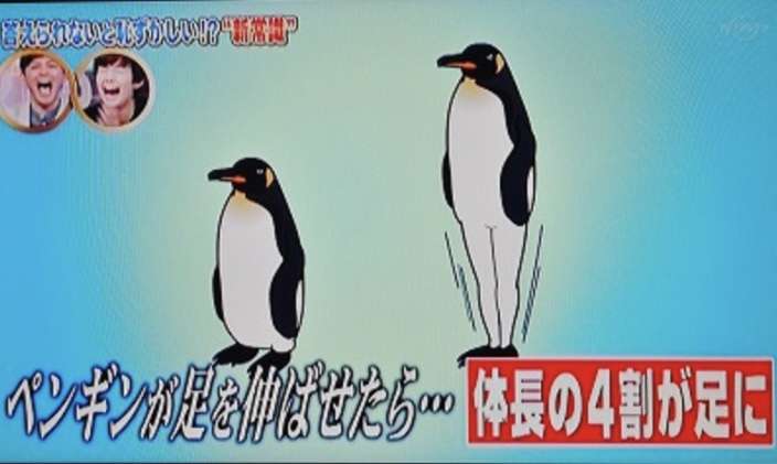 もはやゴリラ？巨大ペンギン化石発見　体重150キロ「怪鳥」の新種