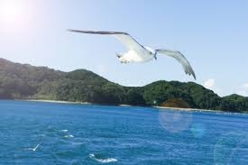 もはやゴリラ？巨大ペンギン化石発見　体重150キロ「怪鳥」の新種