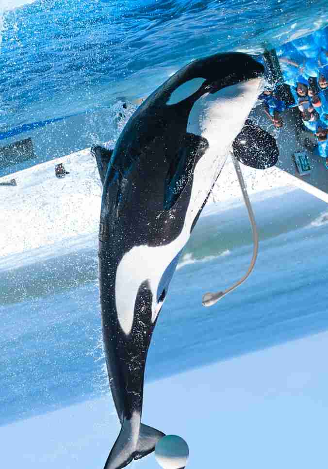 もはやゴリラ？巨大ペンギン化石発見　体重150キロ「怪鳥」の新種