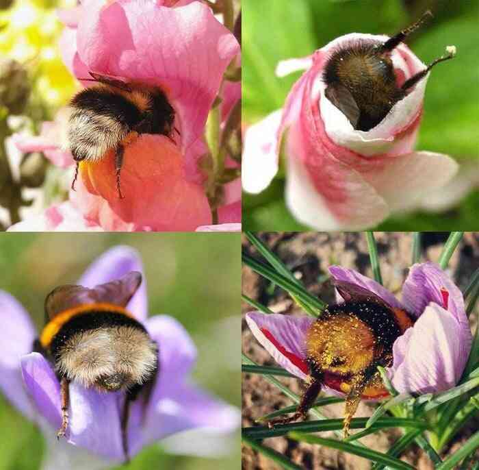蜂が好き