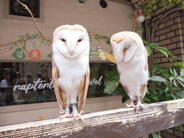 自画像を描くトピ