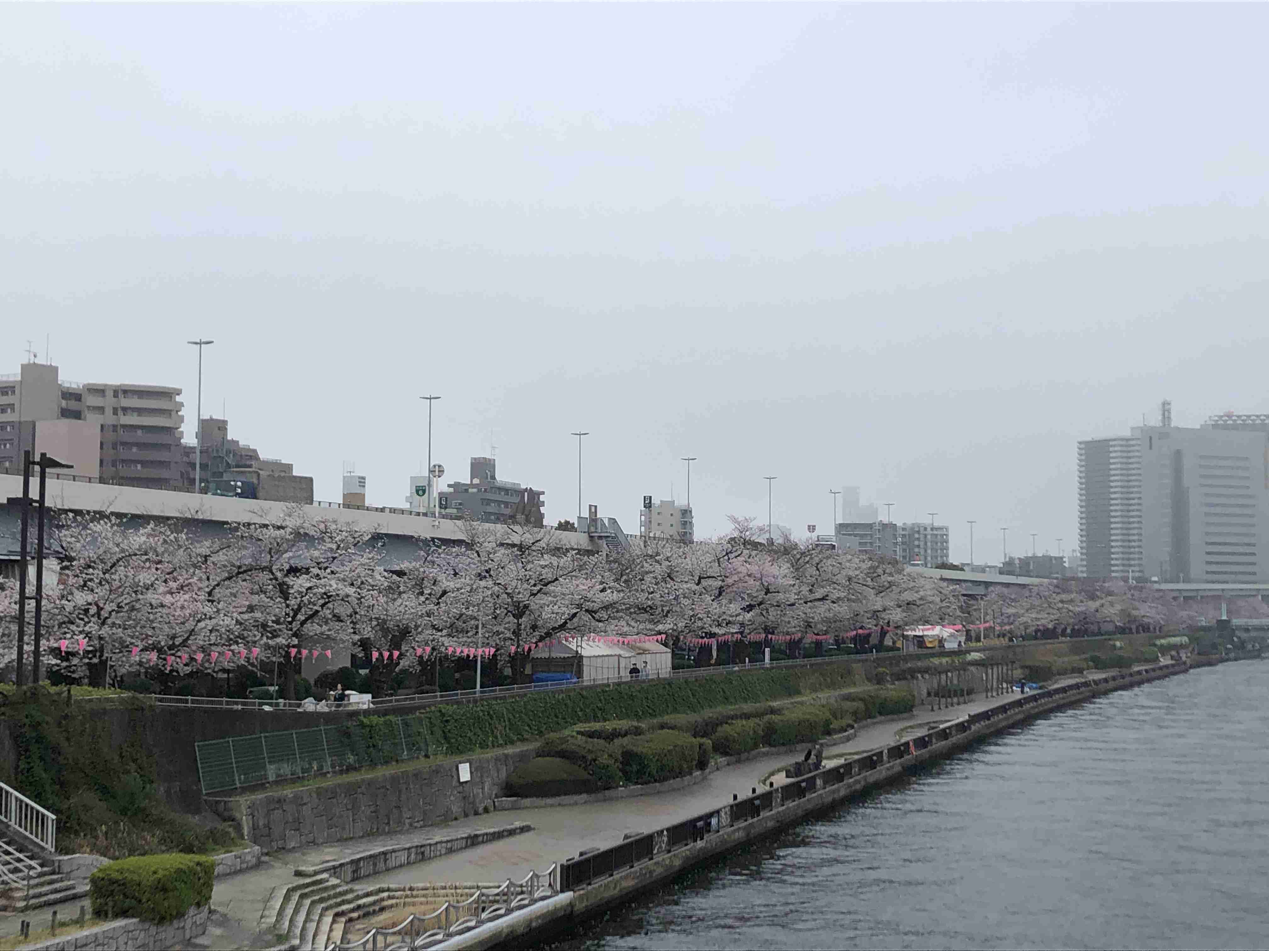 皆さんの近所の桜開花写真🌸