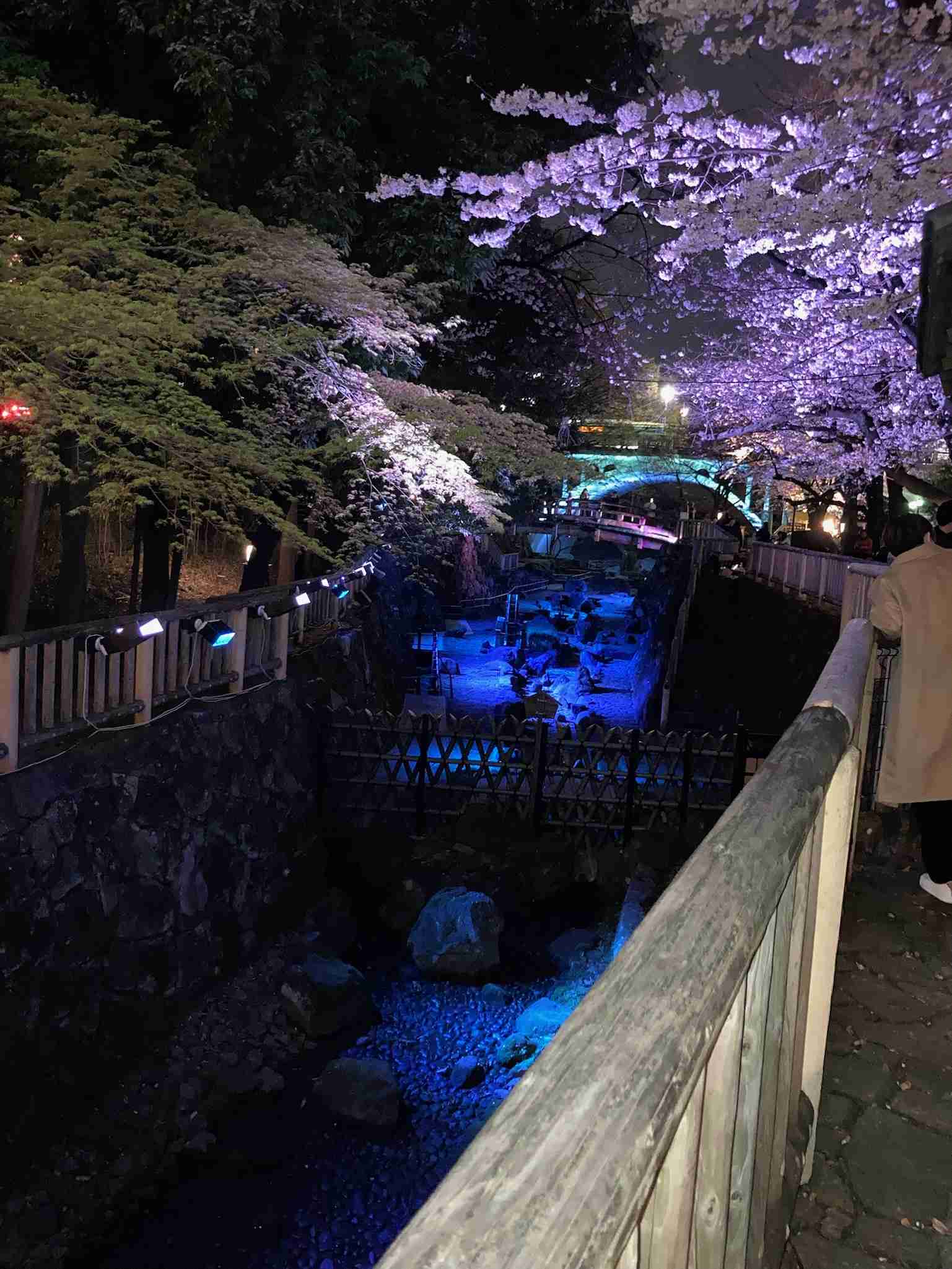 皆さんの近所の桜開花写真🌸