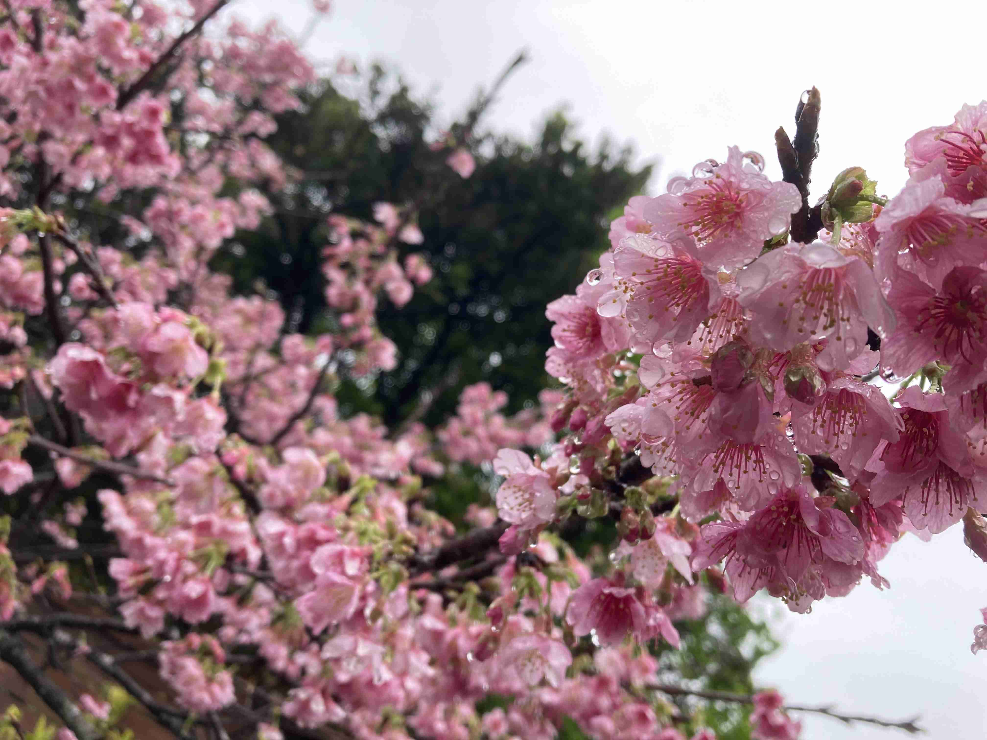 皆さんの近所の桜開花写真🌸