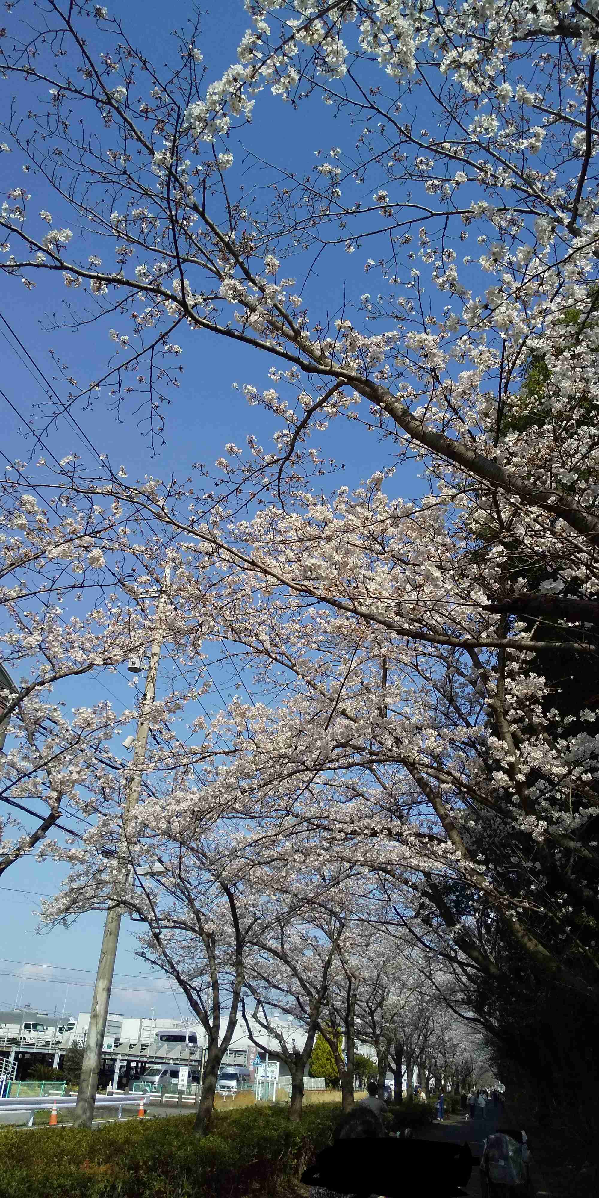 皆さんの近所の桜開花写真🌸