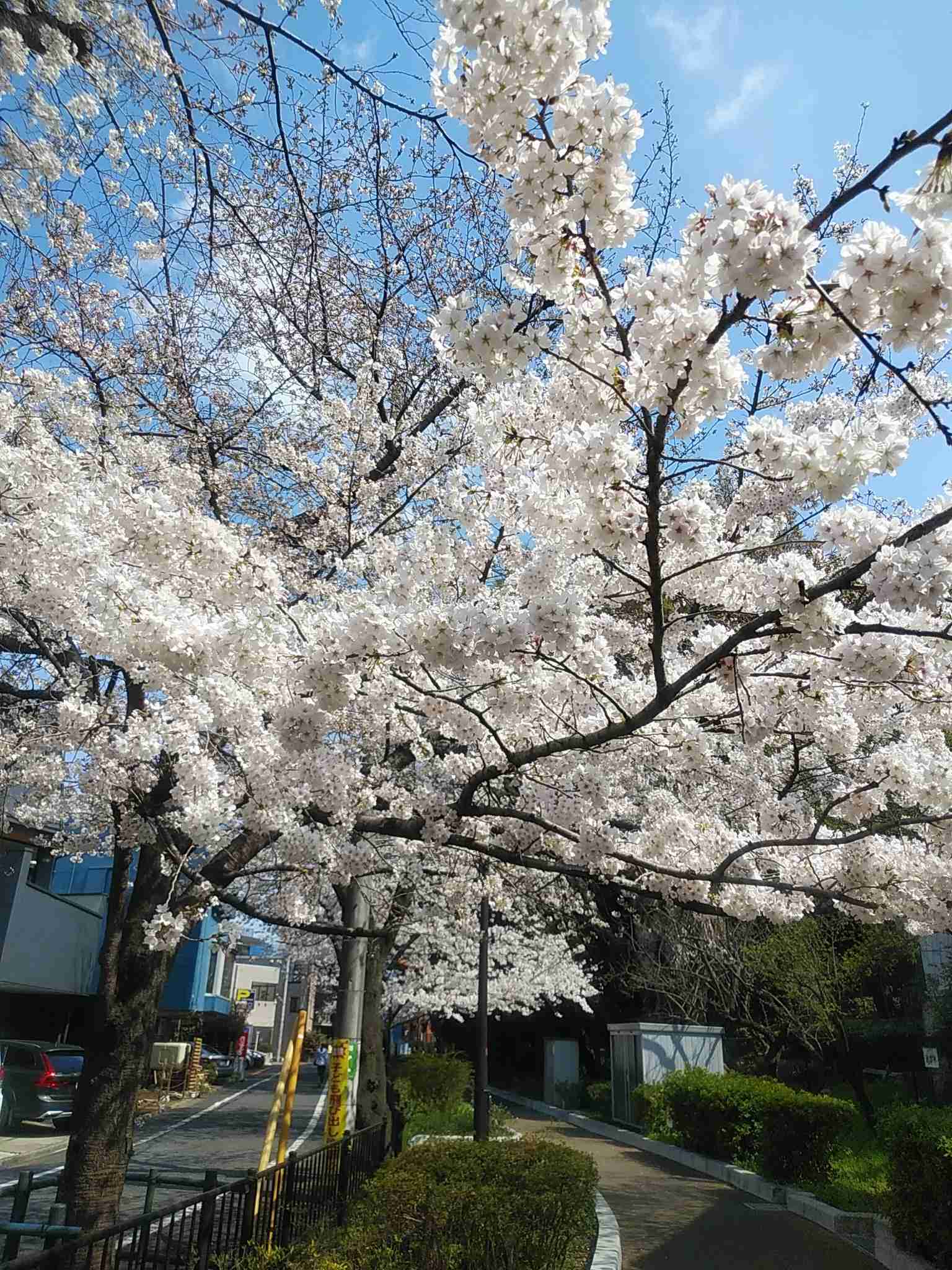 皆さんの近所の桜開花写真🌸