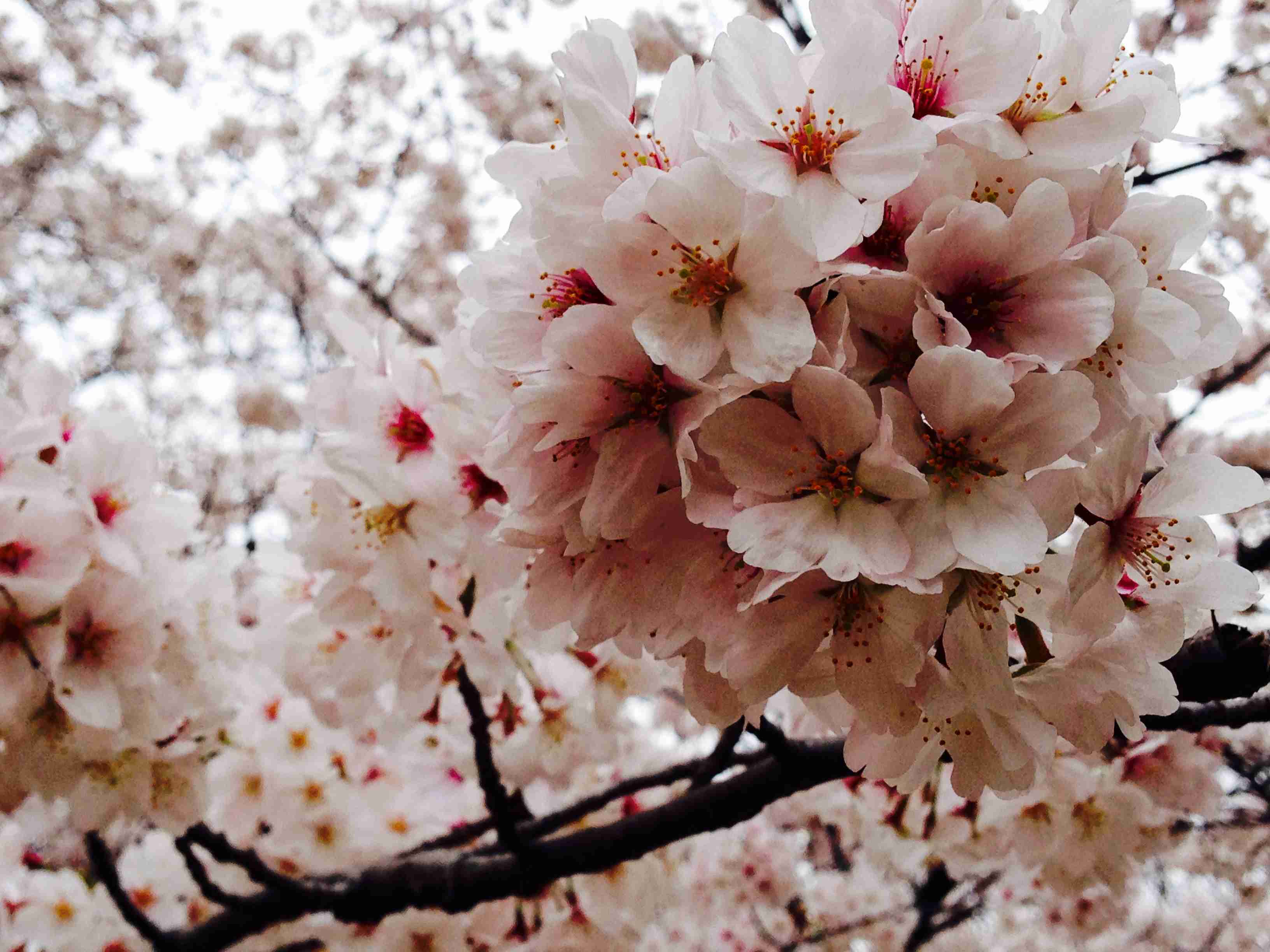 皆さんの近所の桜開花写真🌸