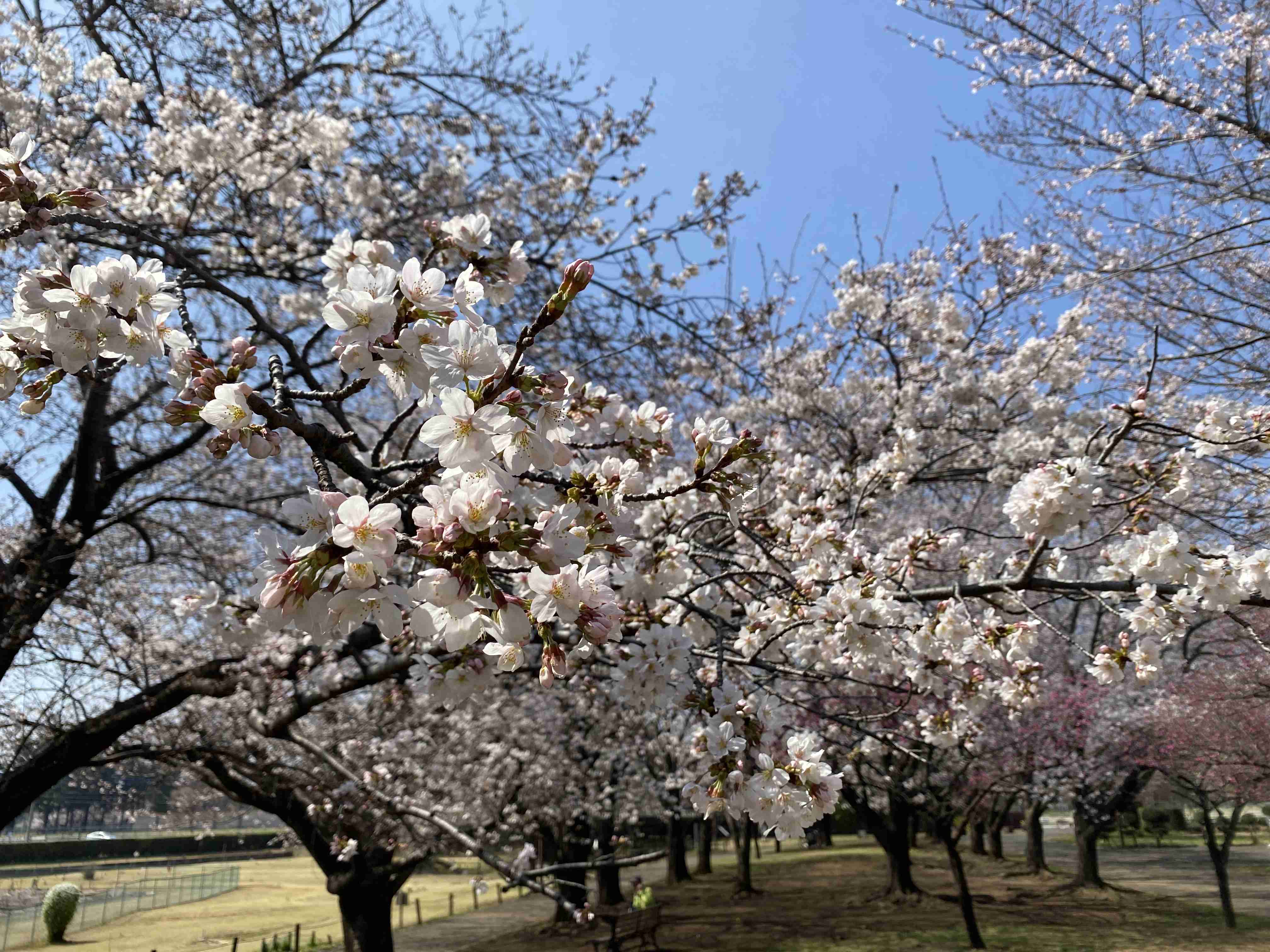 皆さんの近所の桜開花写真🌸