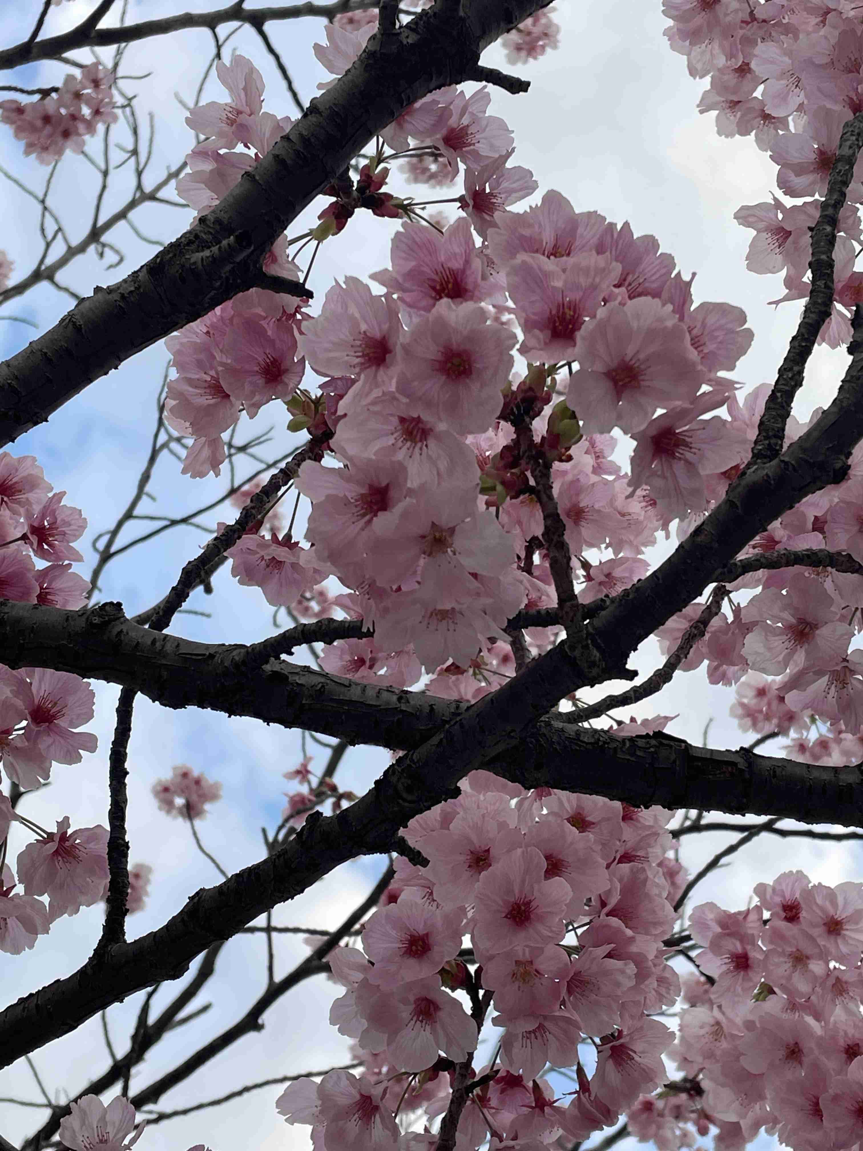 皆さんの近所の桜開花写真🌸
