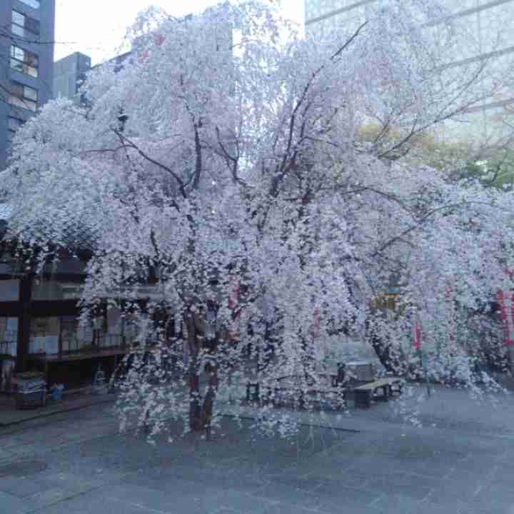皆さんの近所の桜開花写真🌸