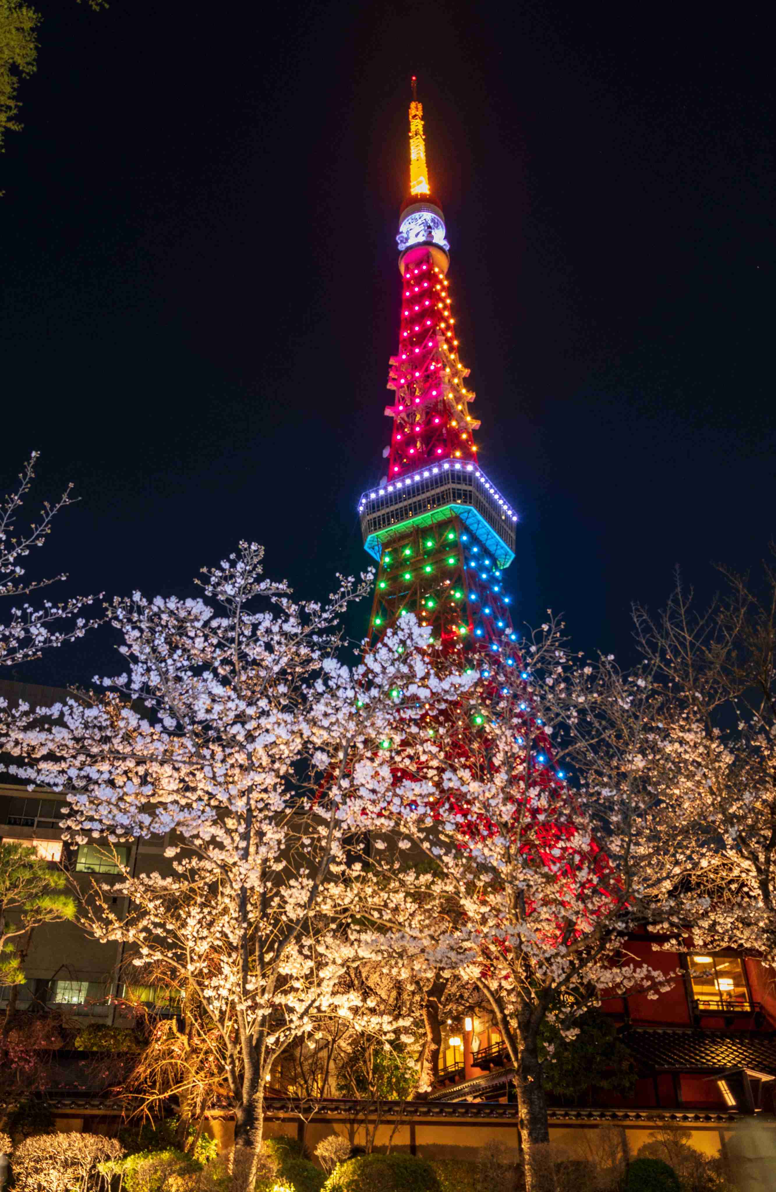 皆さんの近所の桜開花写真🌸
